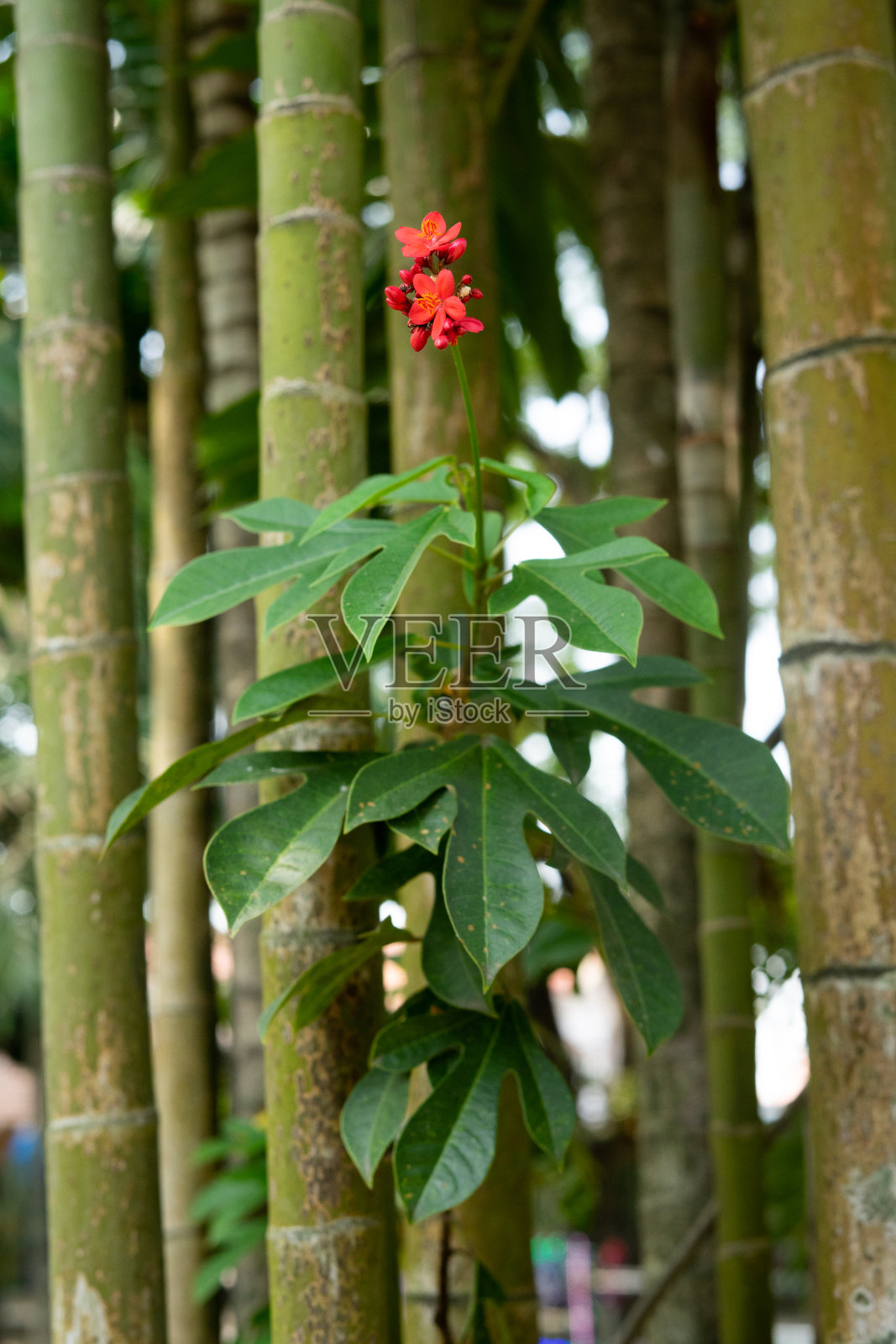 园林花卉植物和竹子照片摄影图片