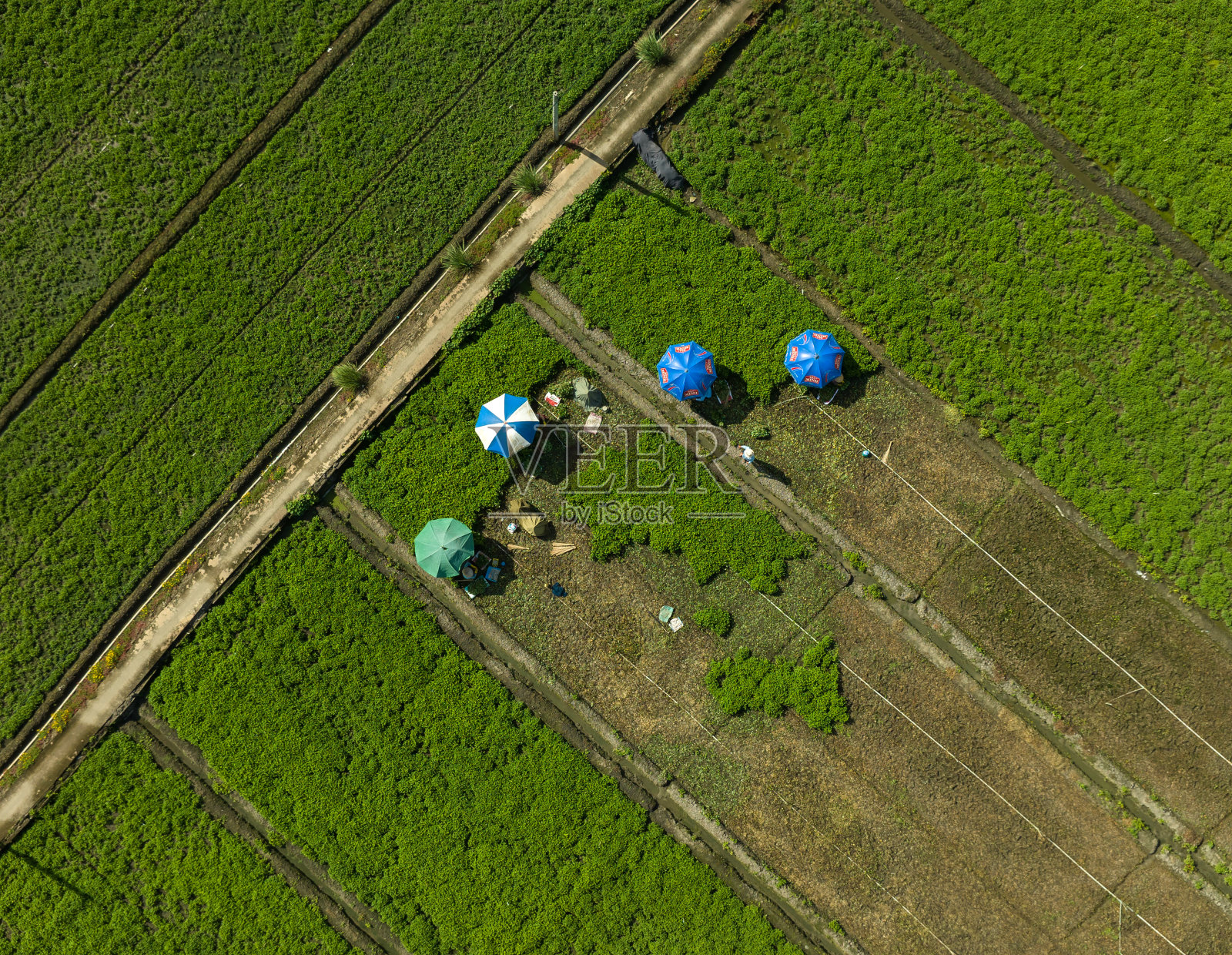 天江省菜地航拍摘要照片摄影图片