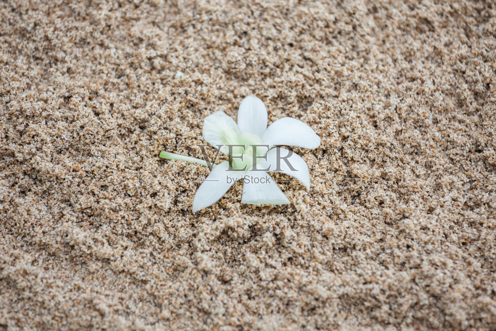 沙滩上婚礼上的插花。照片摄影图片