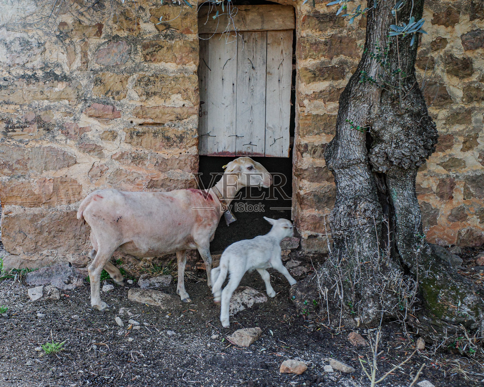 在马略卡岛的特拉蒙塔纳山，山羊妈妈带着孩子照片摄影图片