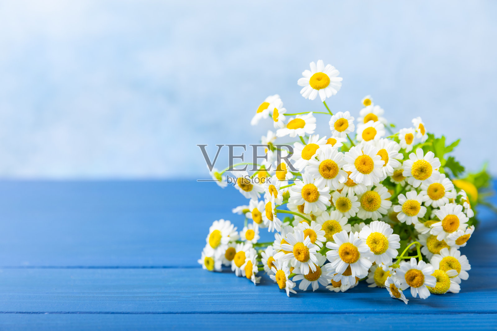 浅色背景上的一束雏菊。春夏芬芳的野花花束。木质背景上的纹理构图。时间放松。季节性的成分。放文字的地方。本空间照片摄影图片