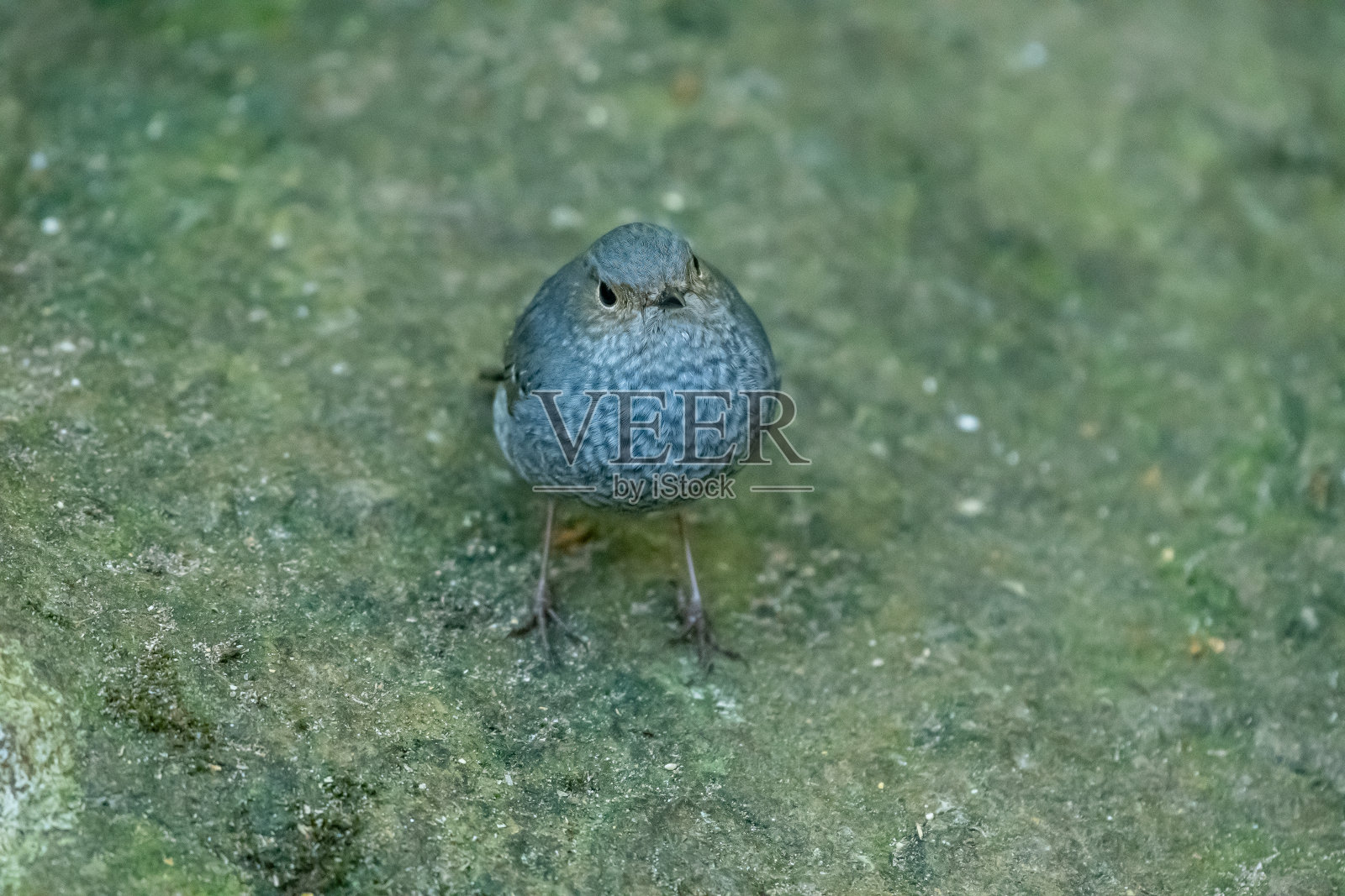 铅灰色的红尾鸲照片摄影图片