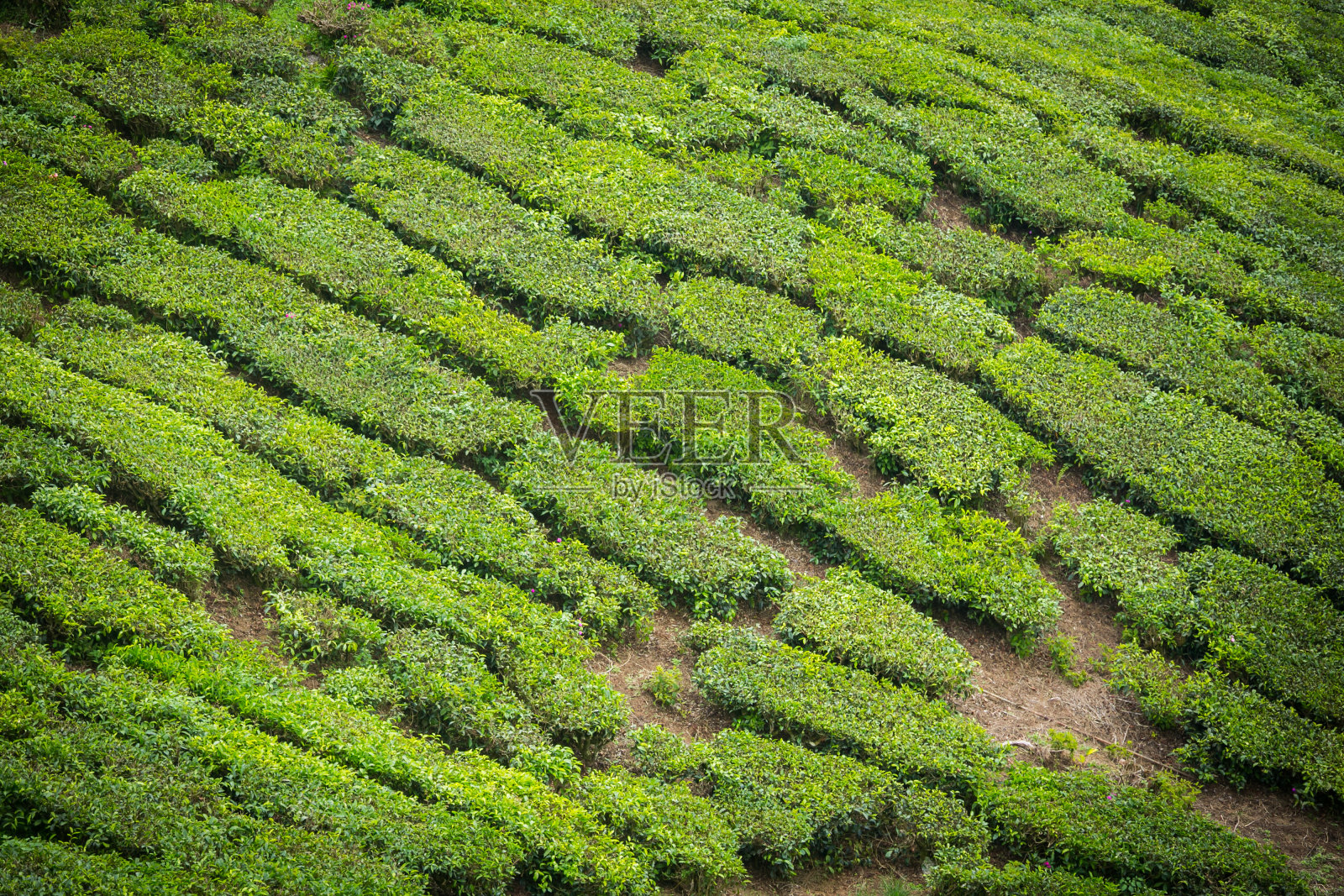 马来西亚金马仑高地的茶园。照片摄影图片