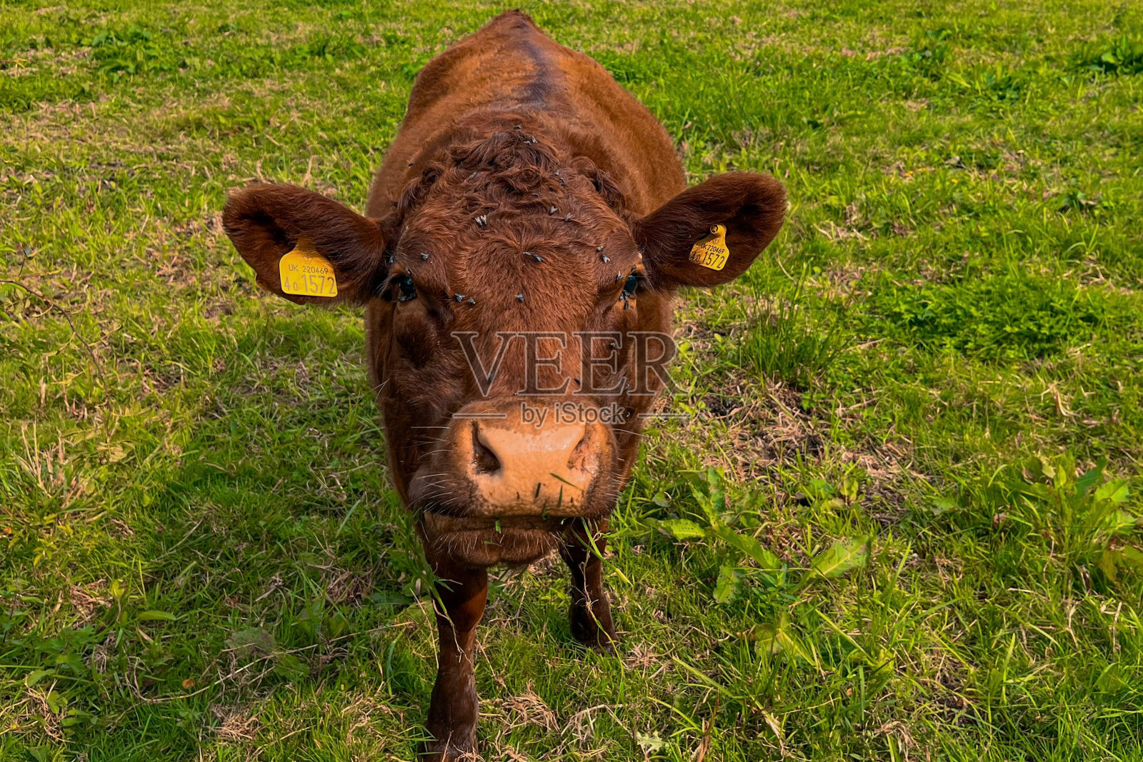 戴着黄色标签的奶牛心满意足地站在郁郁葱葱的草地上，直视着镜头照片摄影图片