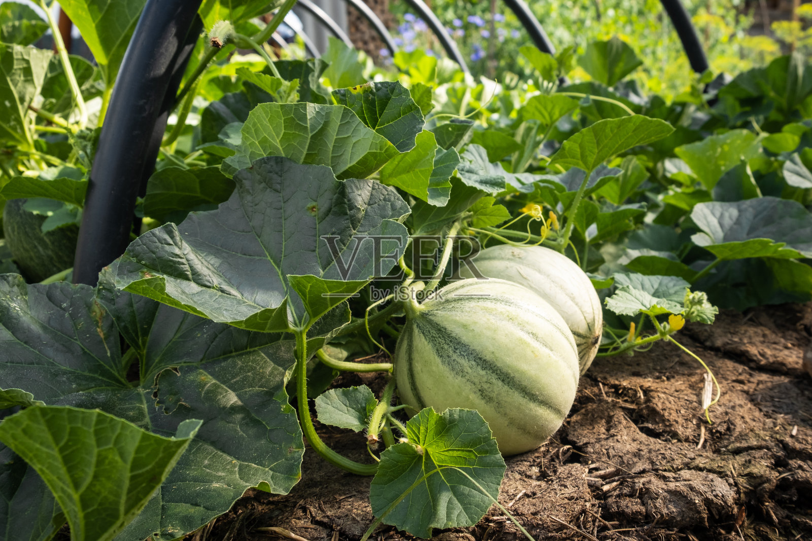 一个农场花园里的小绿瓜的特写镜头。照片摄影图片