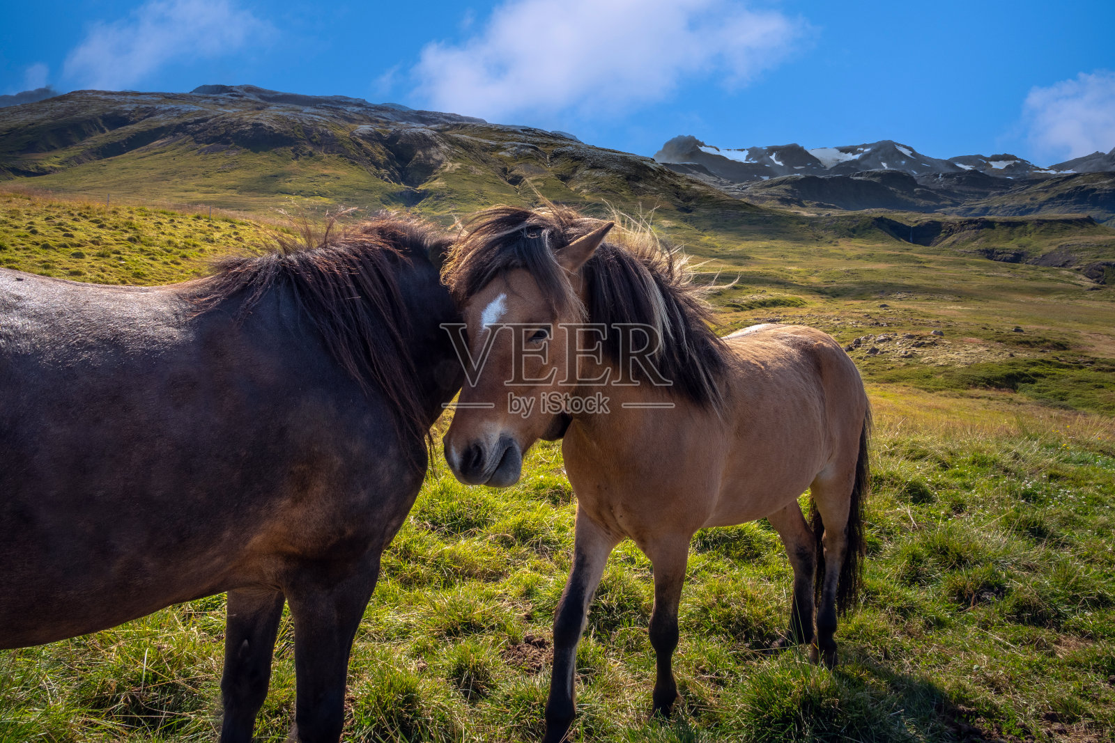 冰岛马之间的温柔时刻，GrundarfjÃ¶rÃ°ur在冰岛西部的SnÃ费尔斯半岛北岸。T照片摄影图片