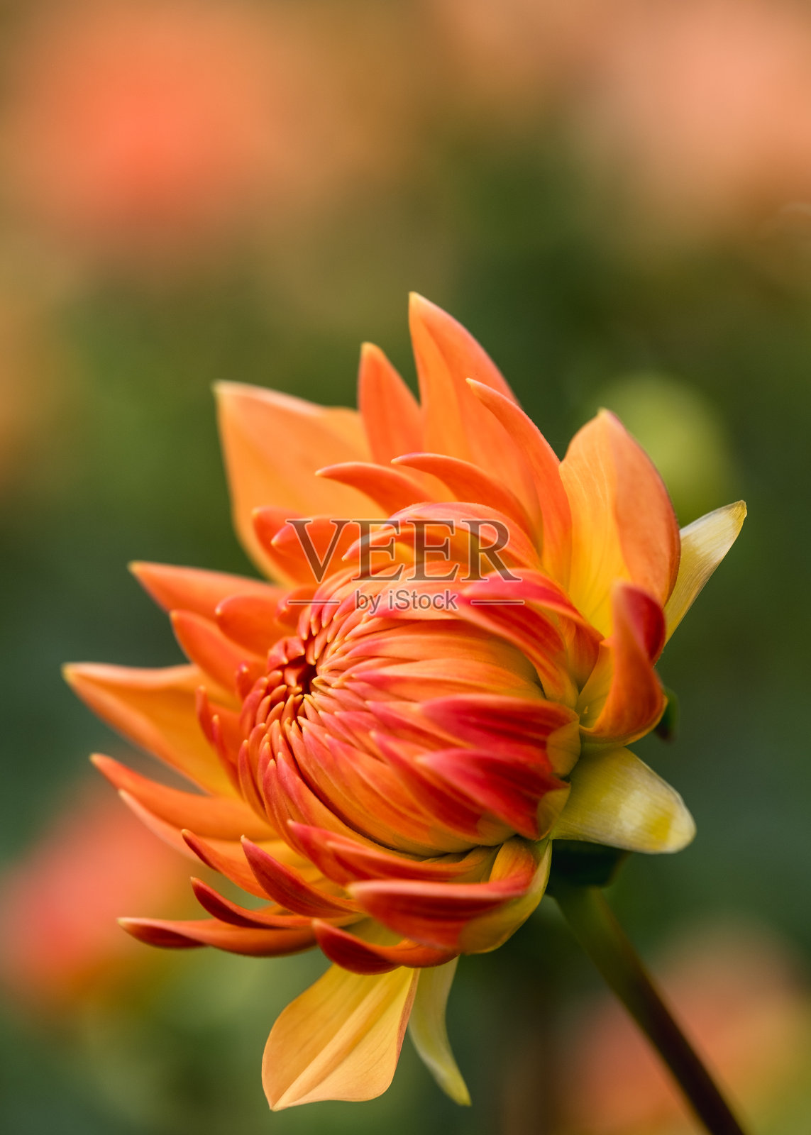 鲜艳的橙色大丽花盛开照片摄影图片