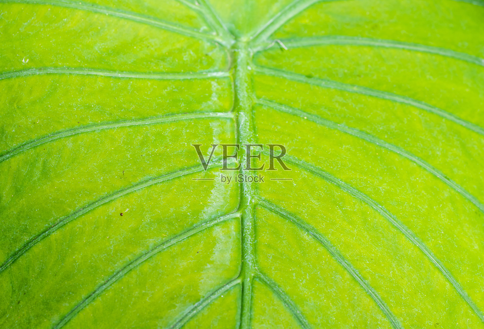 浅绿色叶脉的近照照片摄影图片