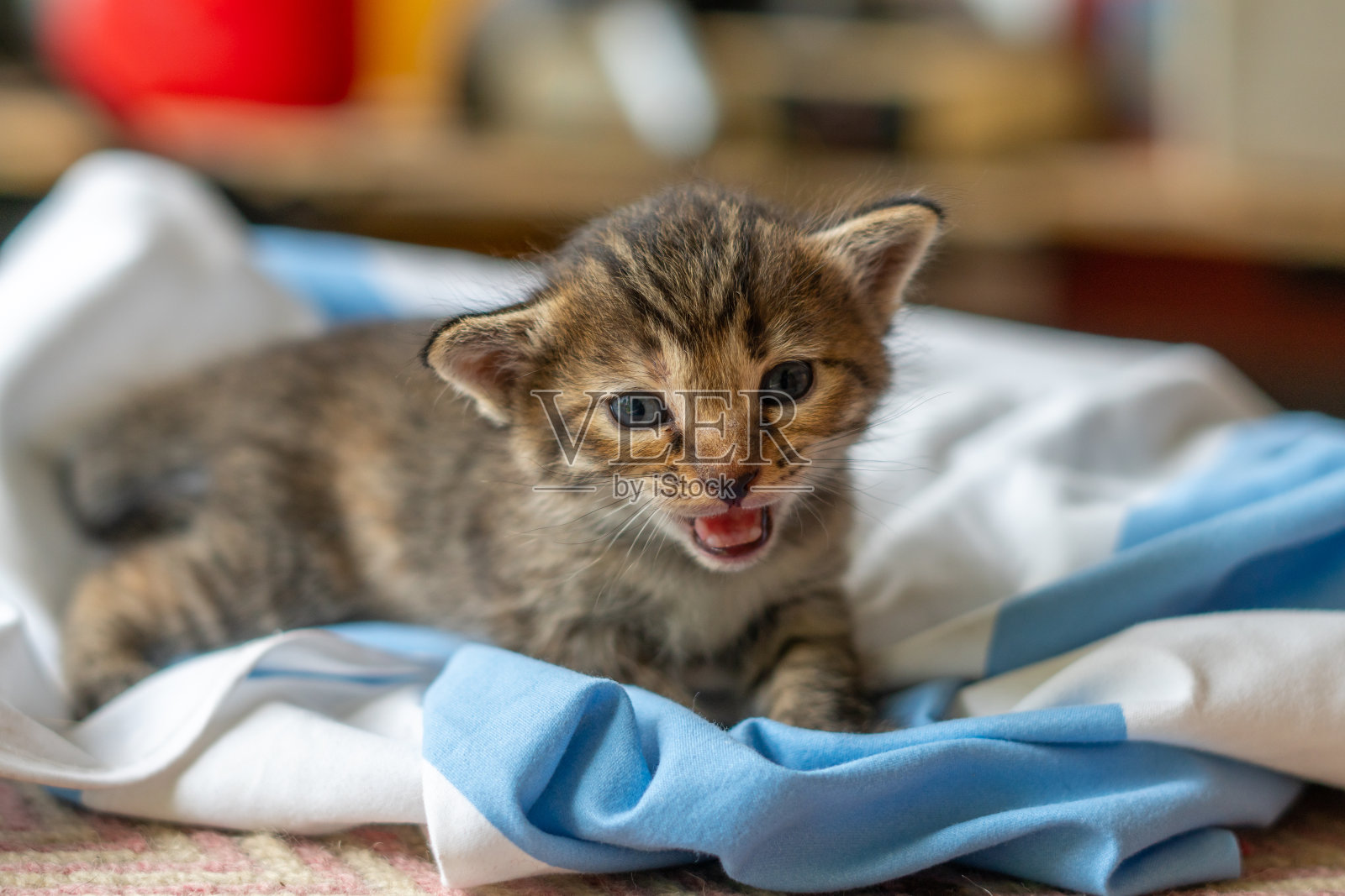 小猫咪孤立在白色背景上照片摄影图片