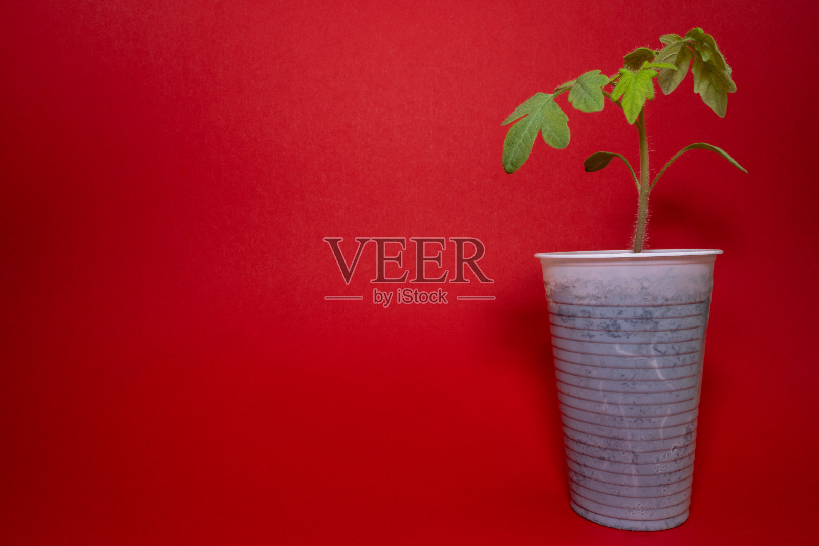 小番茄种植在一个杯子与红色背景照片摄影图片