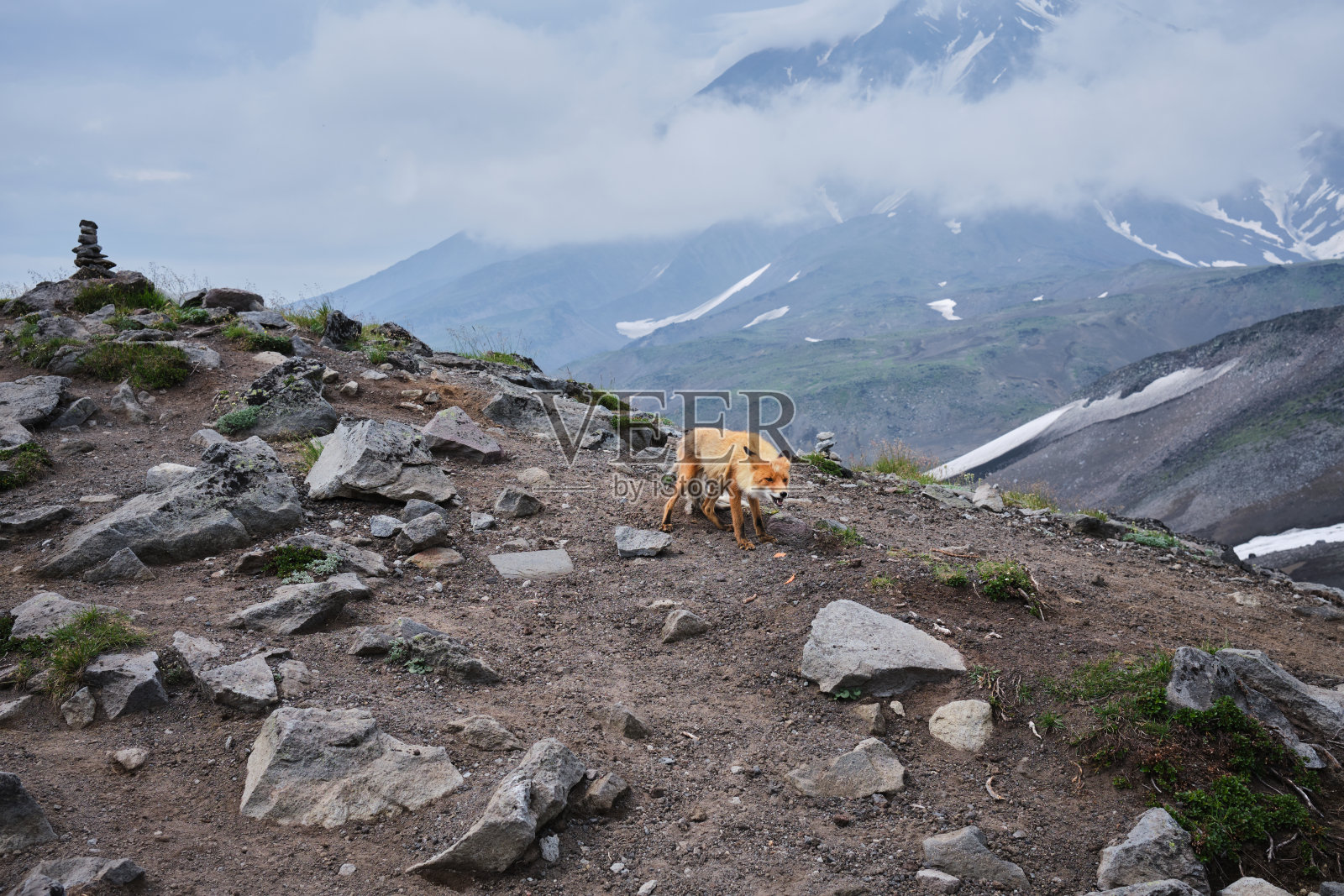 野生狐狸上火山挤压骆驼照片摄影图片