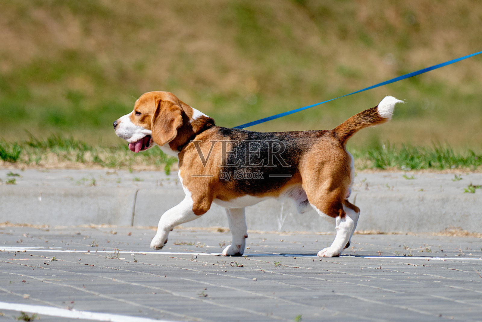一只拴着皮带散步的小猎犬照片摄影图片