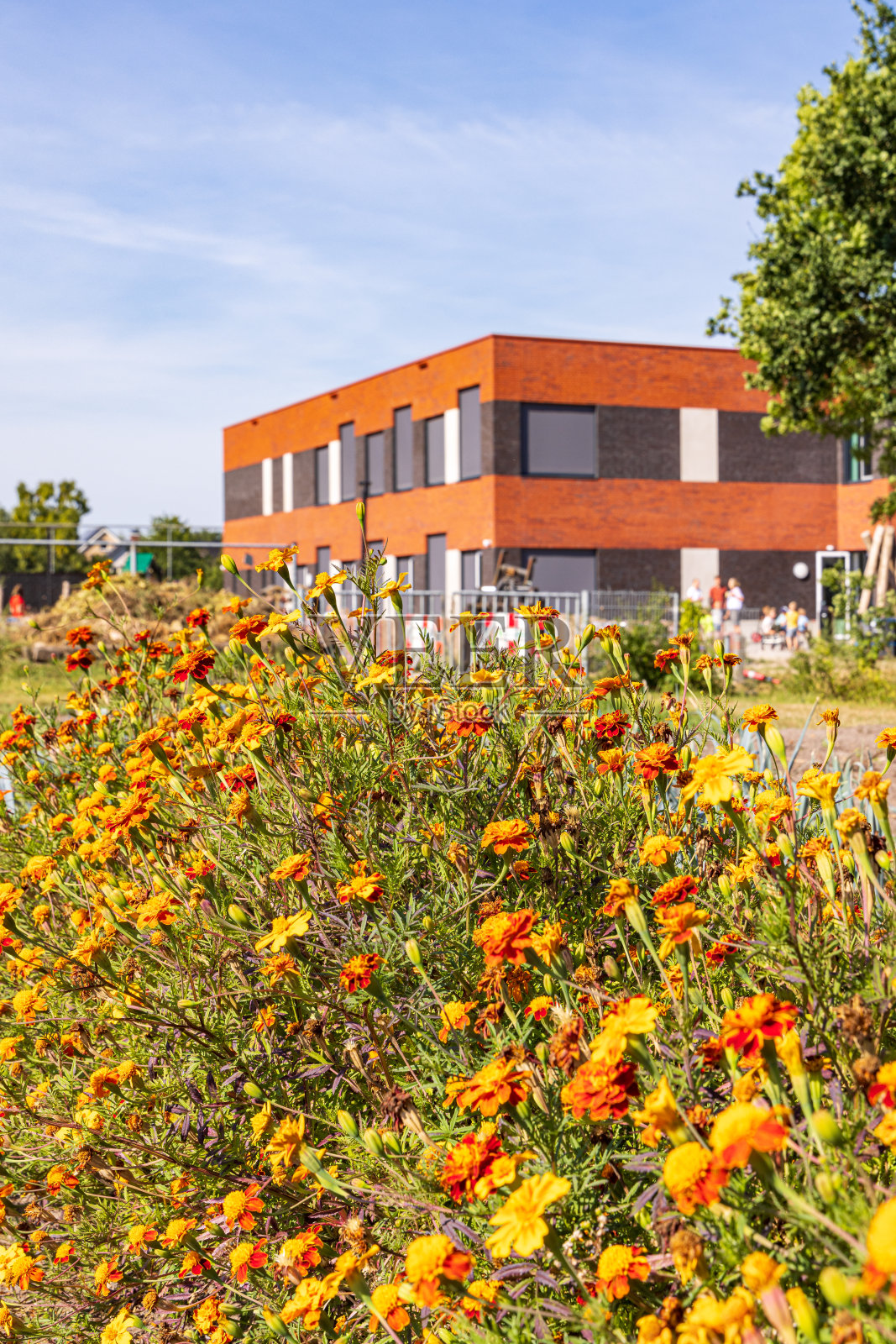 荷兰马鲁姆的分配花园照片摄影图片