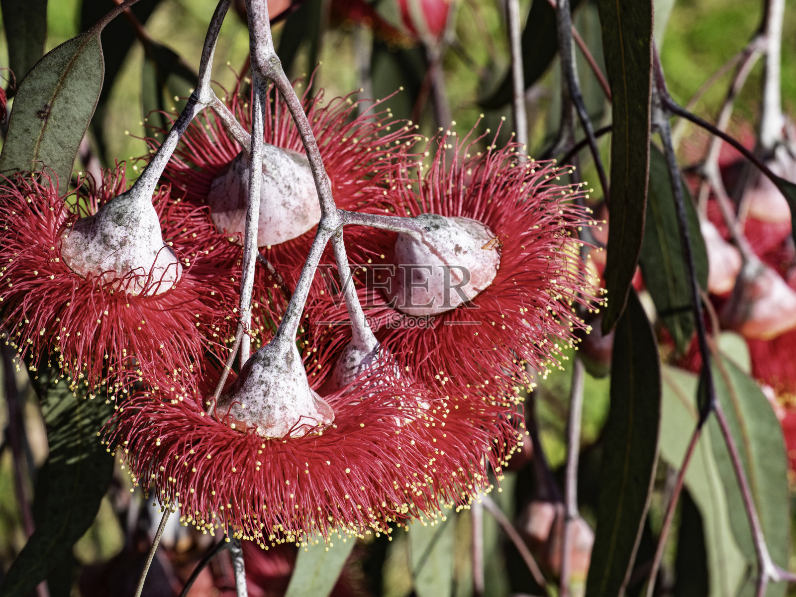 美丽的红花照片摄影图片