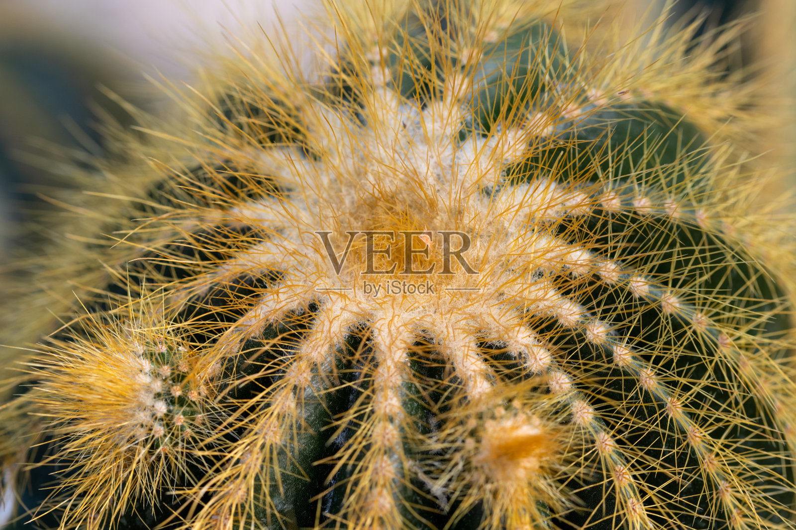 仙人掌宏观特写照片摄影图片