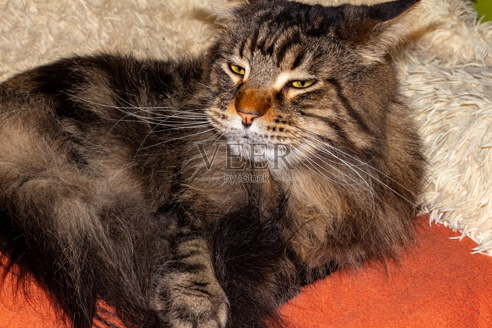 一只名叫费多尔的灰色缅因猫的肖像照片摄影图片