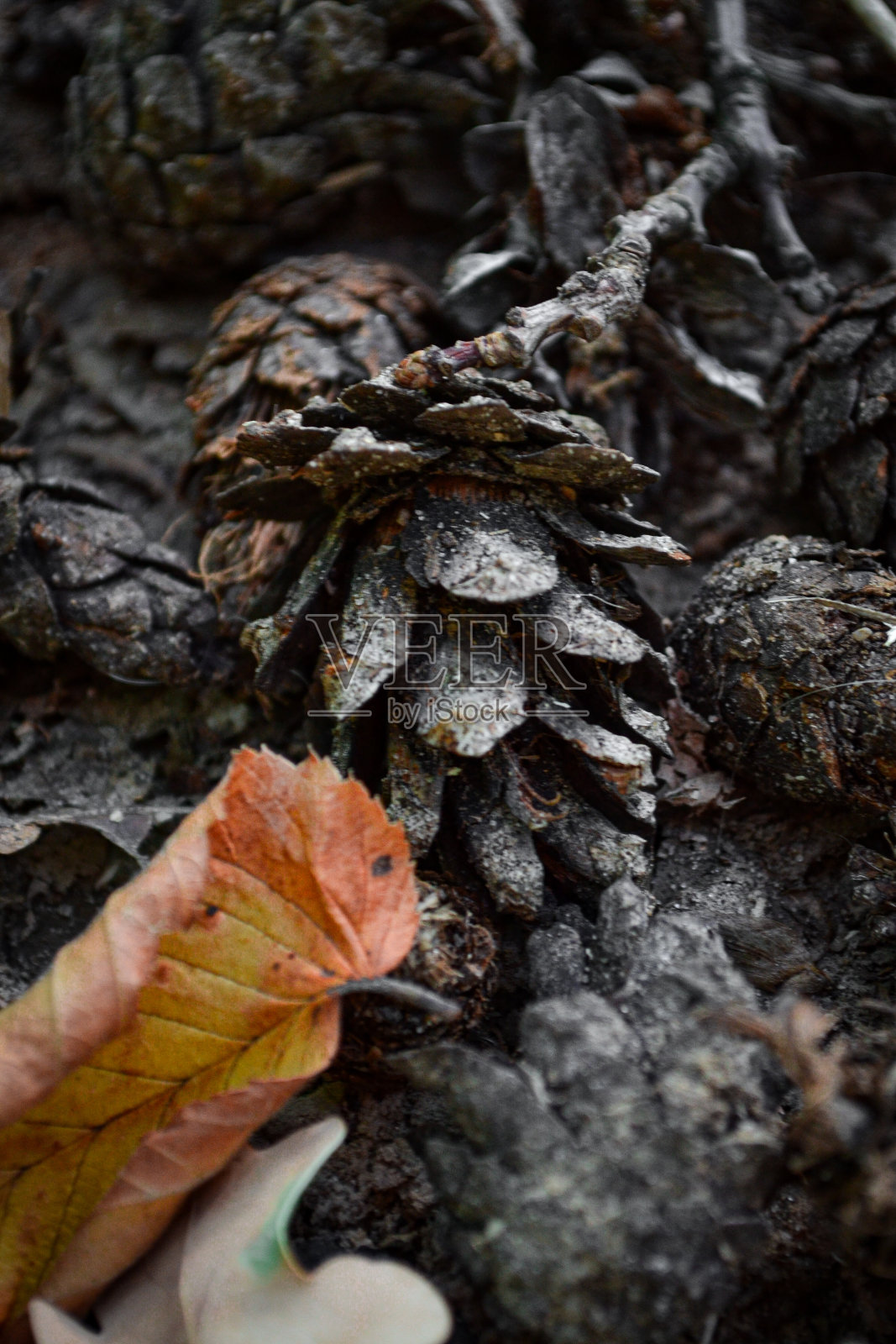 森林里的松果掉到了地上照片摄影图片
