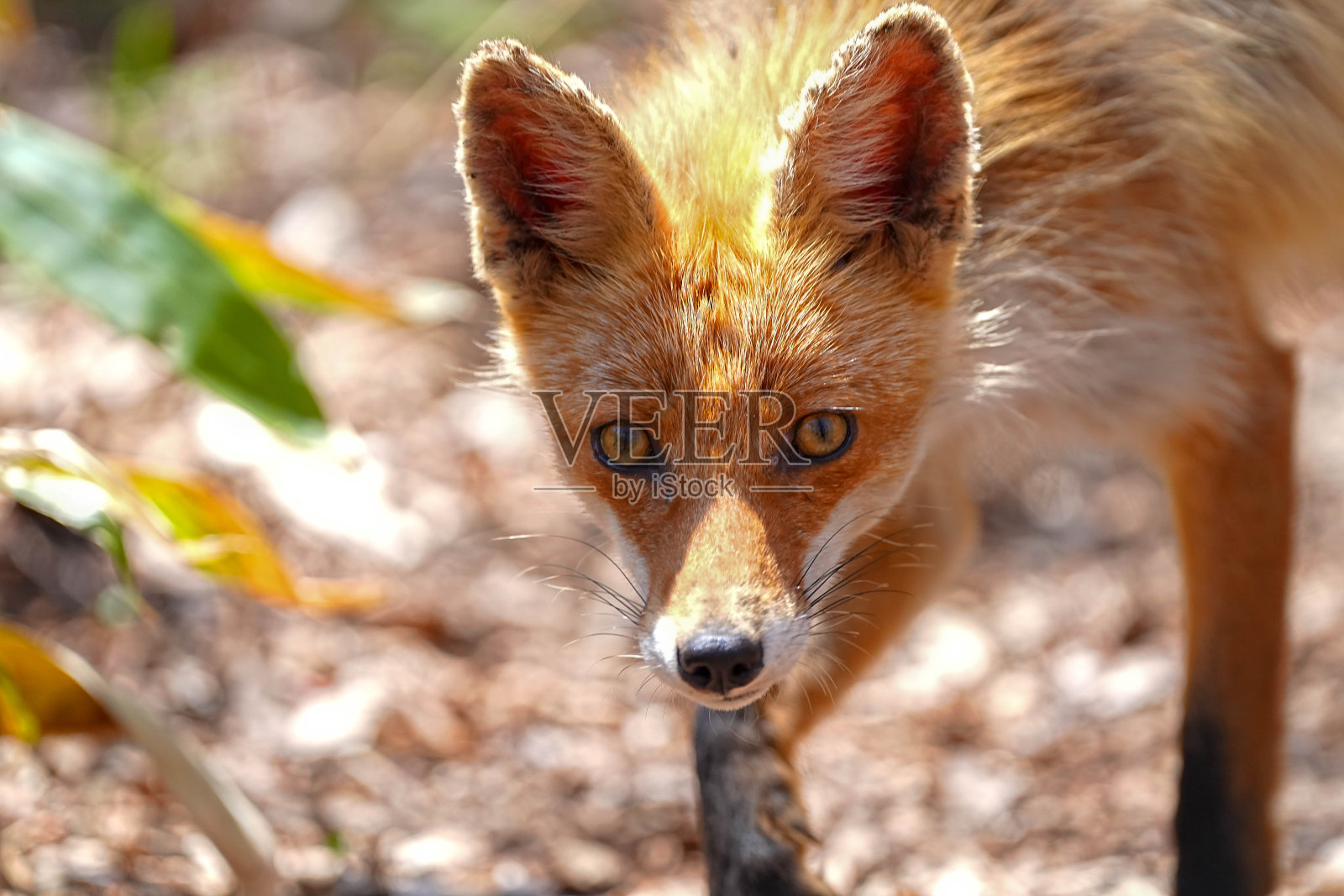 狐狸照片摄影图片