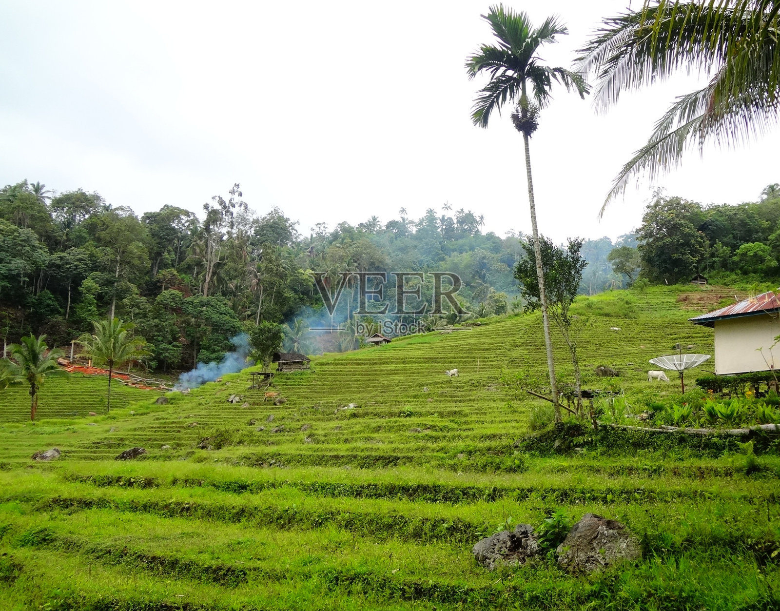 稻田的低角度视图照片摄影图片