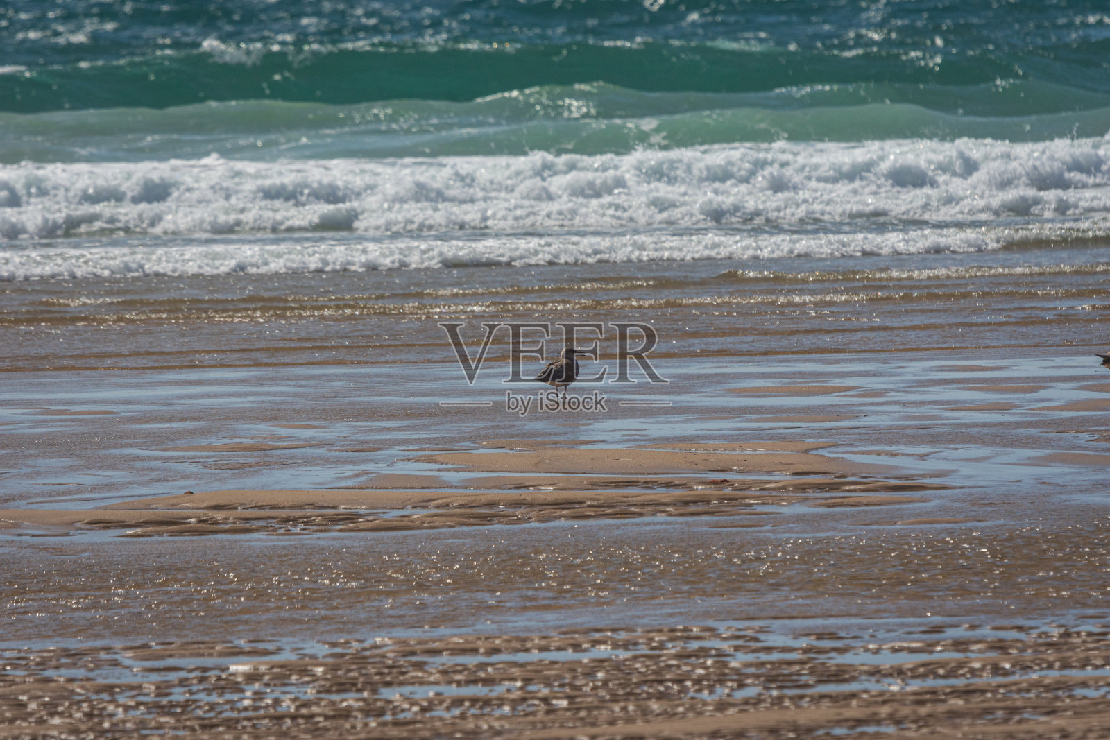 海滩上的海鸥照片摄影图片