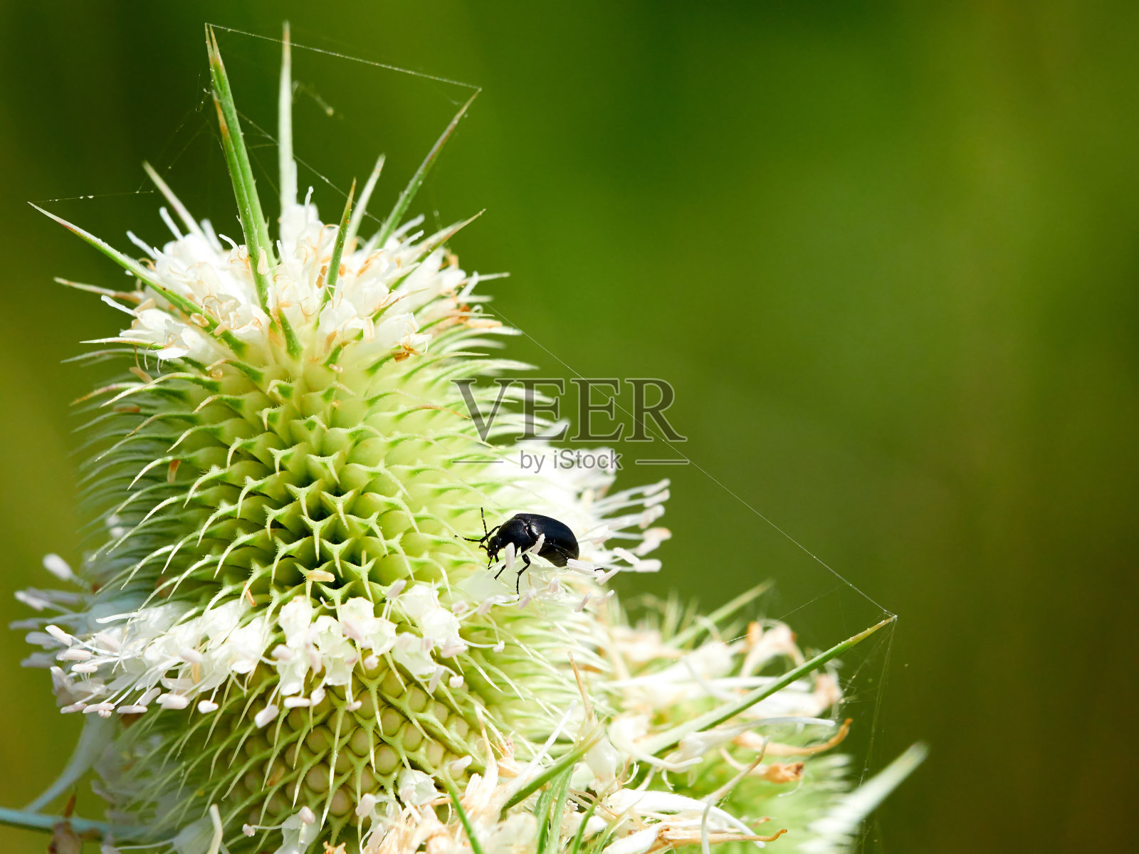 春天盛开的蓟。从自然背景中分离出来的蓟照片摄影图片