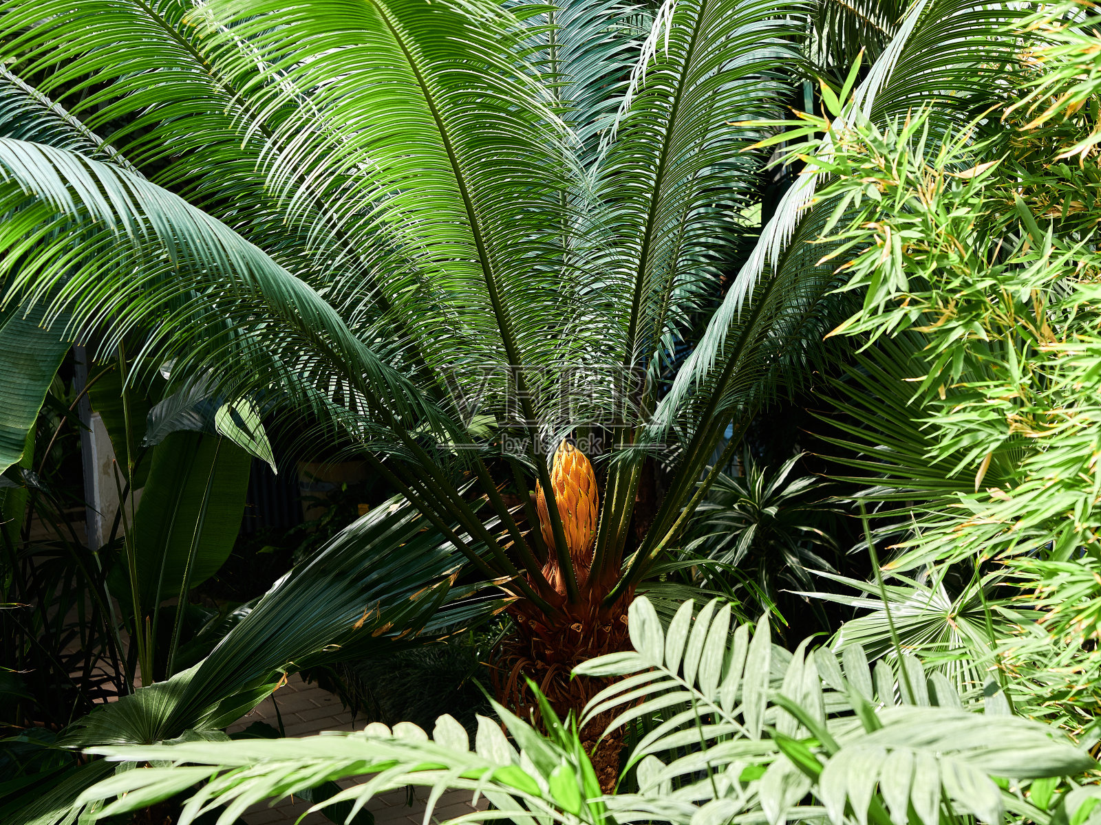 热带丛林中枝繁叶茂照片摄影图片