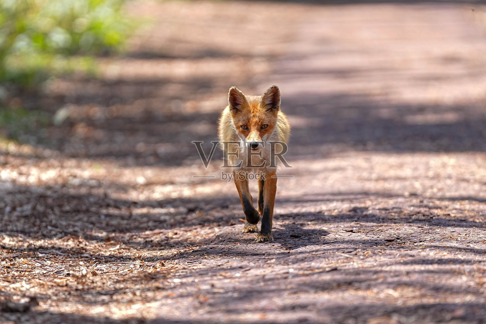 狐狸照片摄影图片