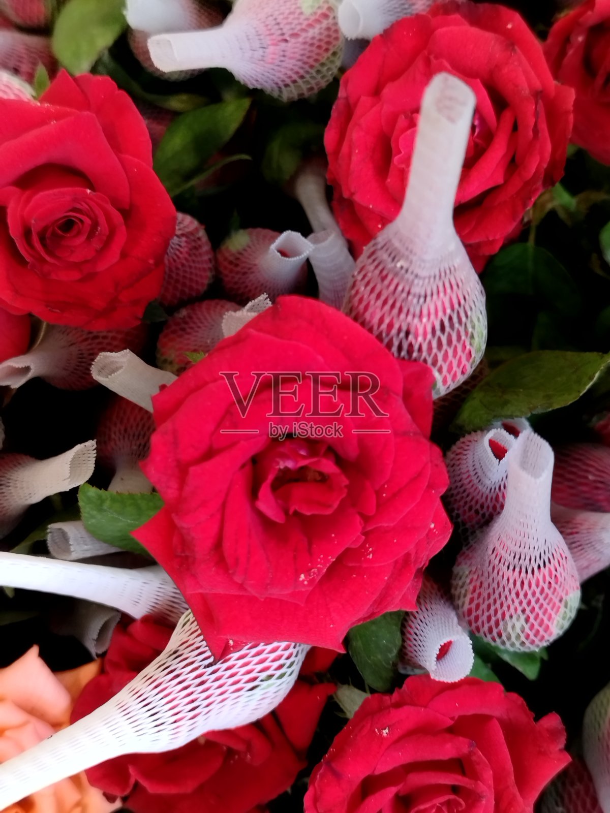 红玫瑰照片摄影图片