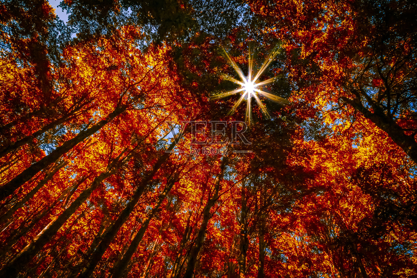 阳光秋林照片摄影图片