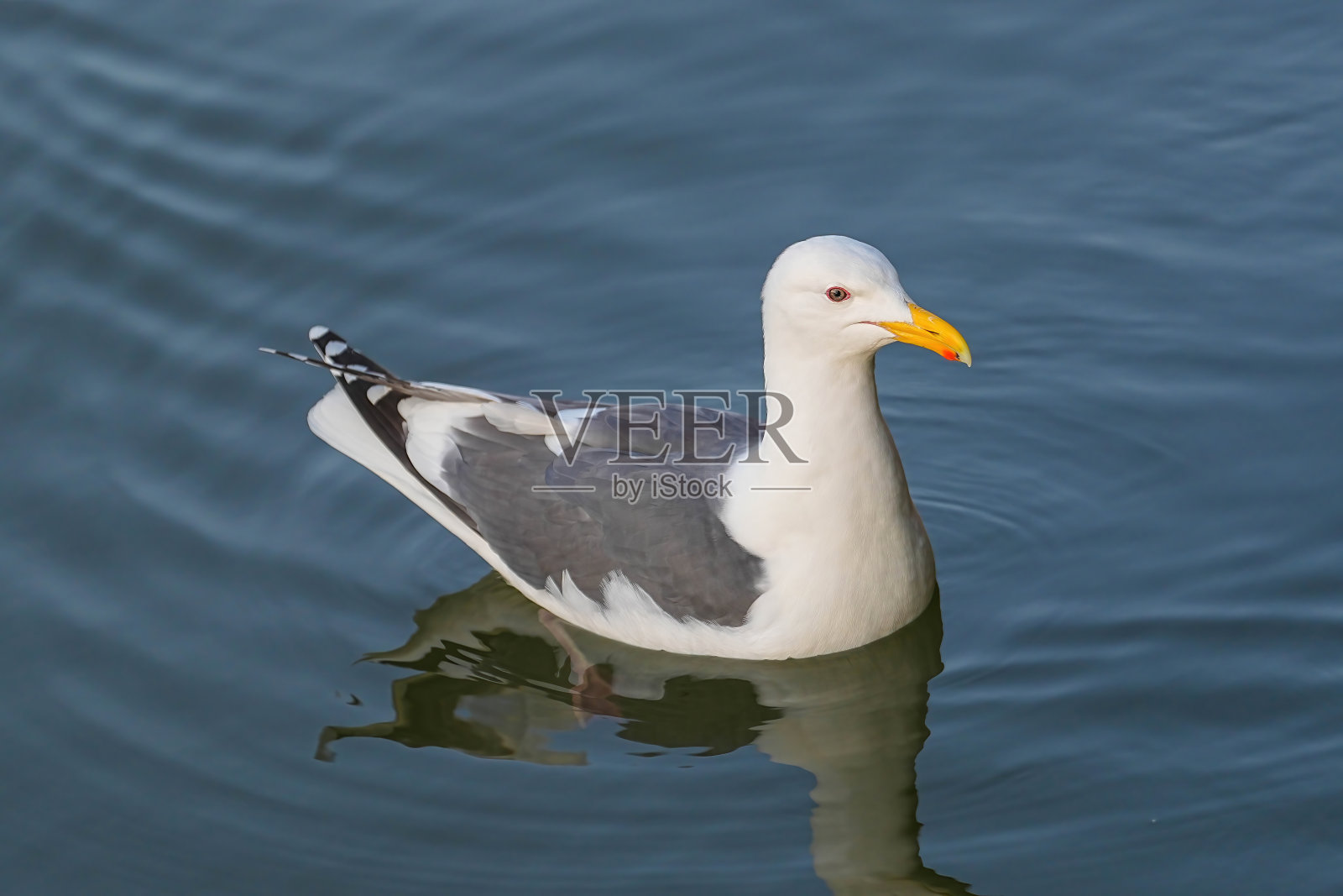 钏路市夜景照片摄影图片