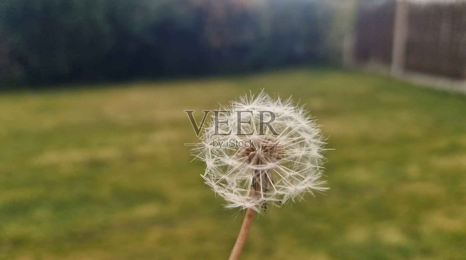 蒲公英照片摄影图片