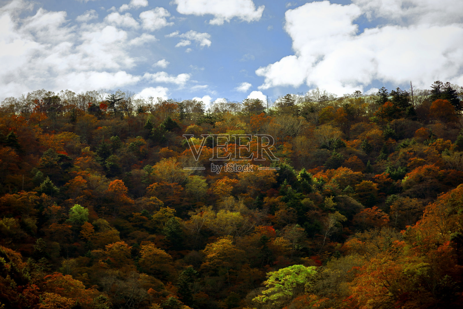 日本的秋叶，日光的山景就像一幅画照片摄影图片