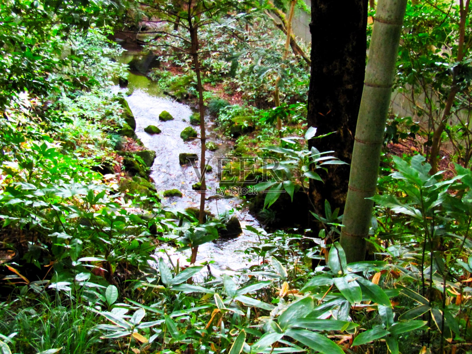 日本。山上的小溪。照片摄影图片