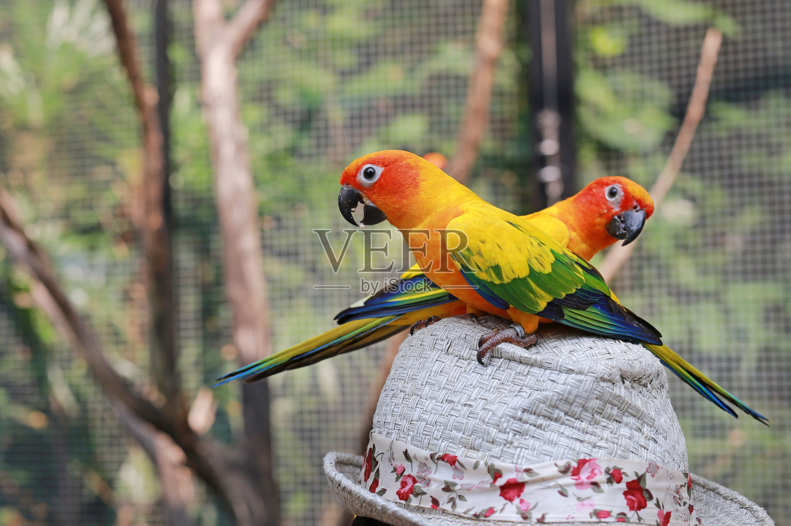 太阳看见鹦鹉在帽子上玩耍。照片摄影图片