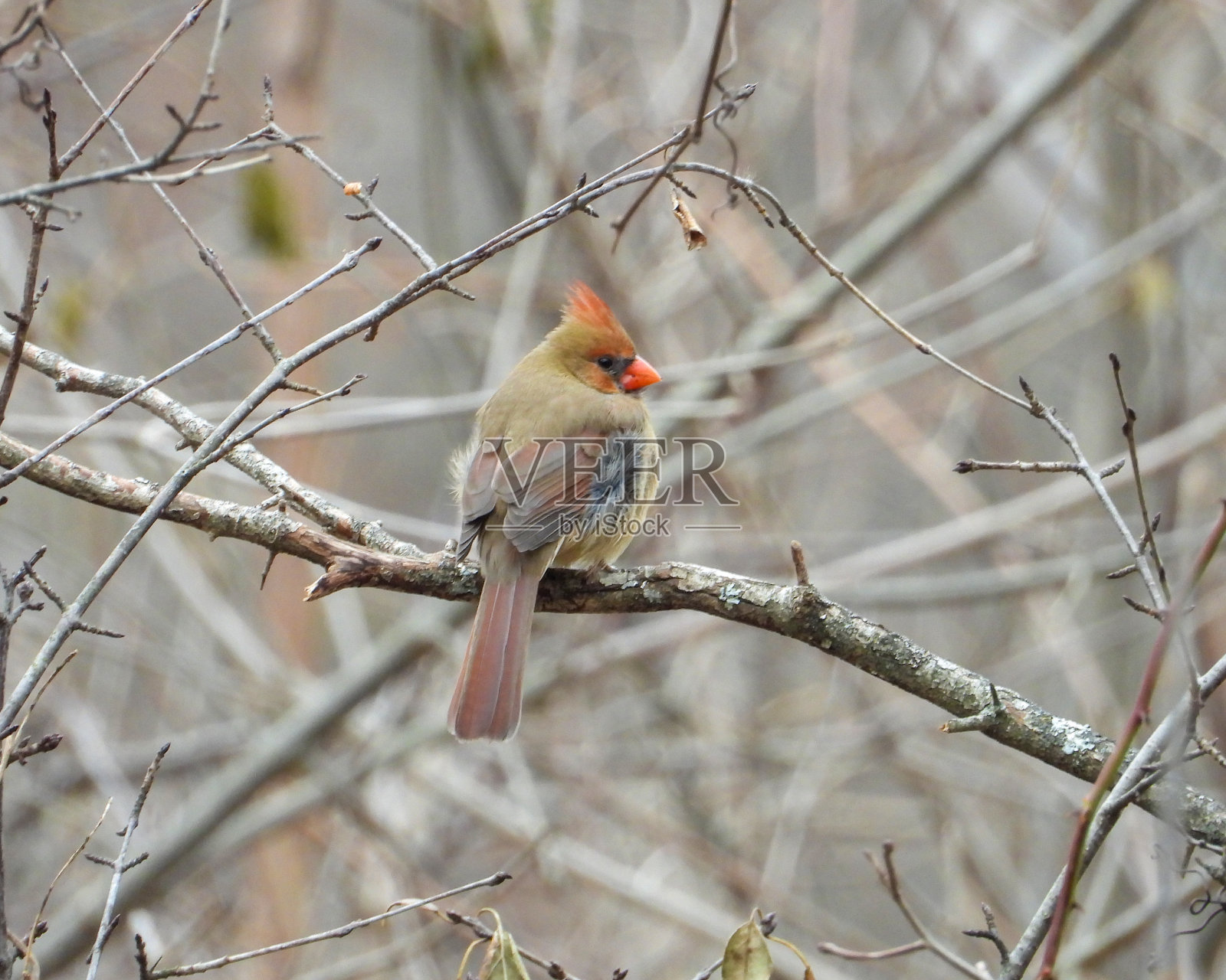 北美洲后院的红雀照片摄影图片