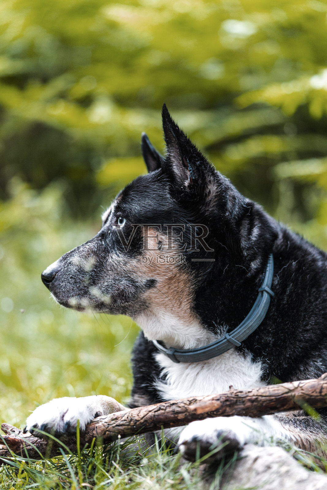 狗的样子照片摄影图片