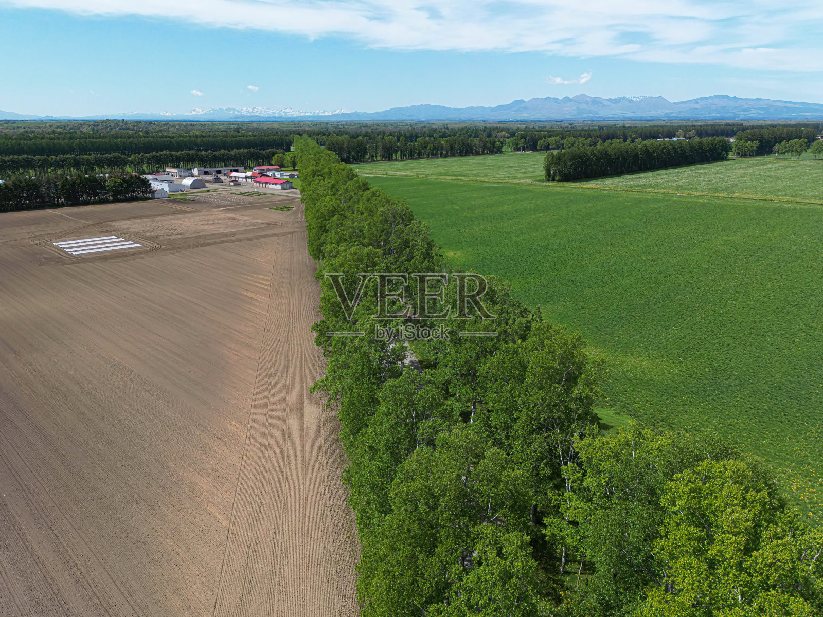 白桦树大道照片摄影图片