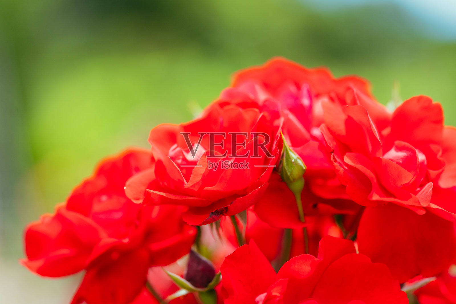 2023年9月，夏天，花园公园里盛开的红玫瑰照片摄影图片