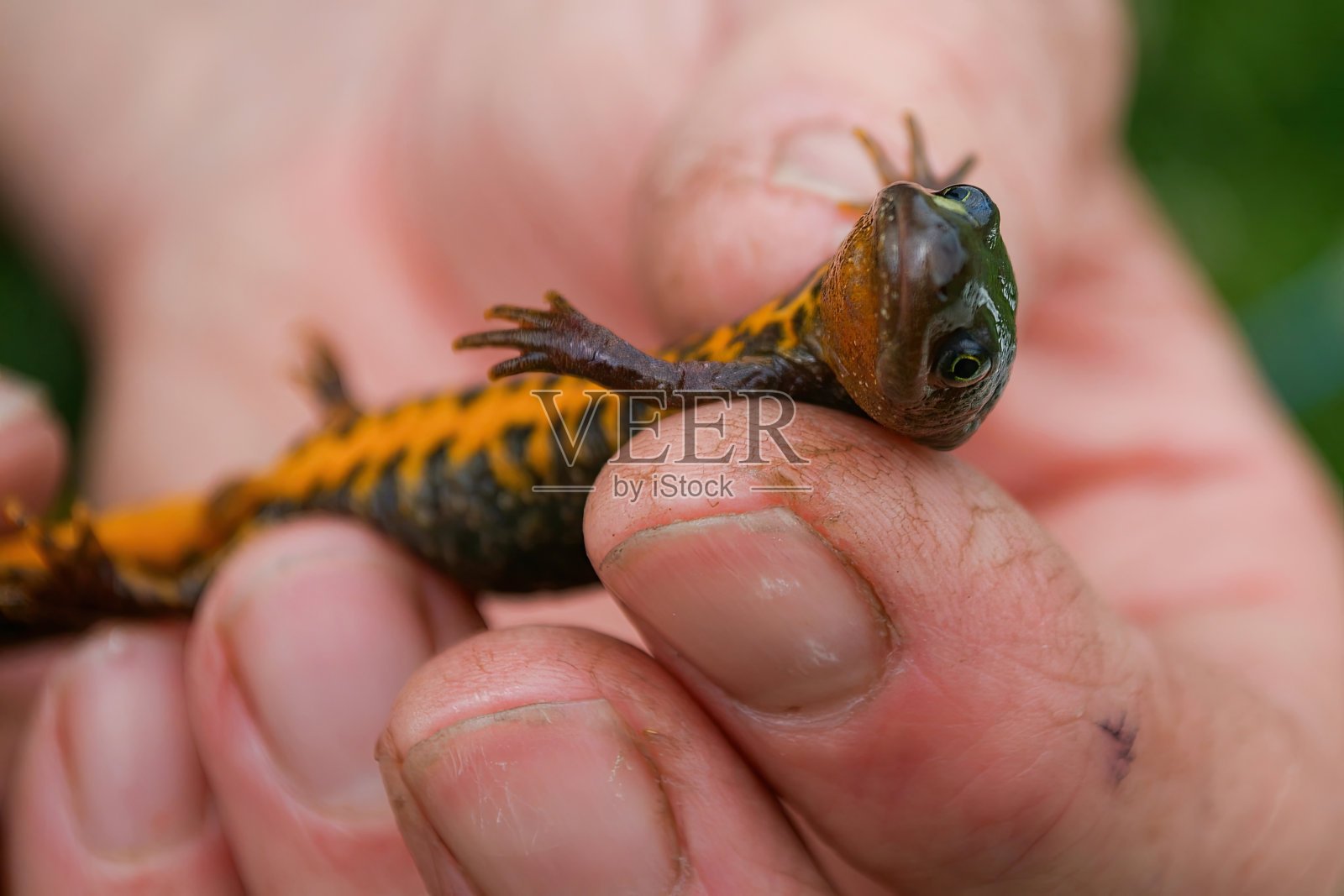 大冠蝾螈(Triturus cristatus)，生态调查照片摄影图片