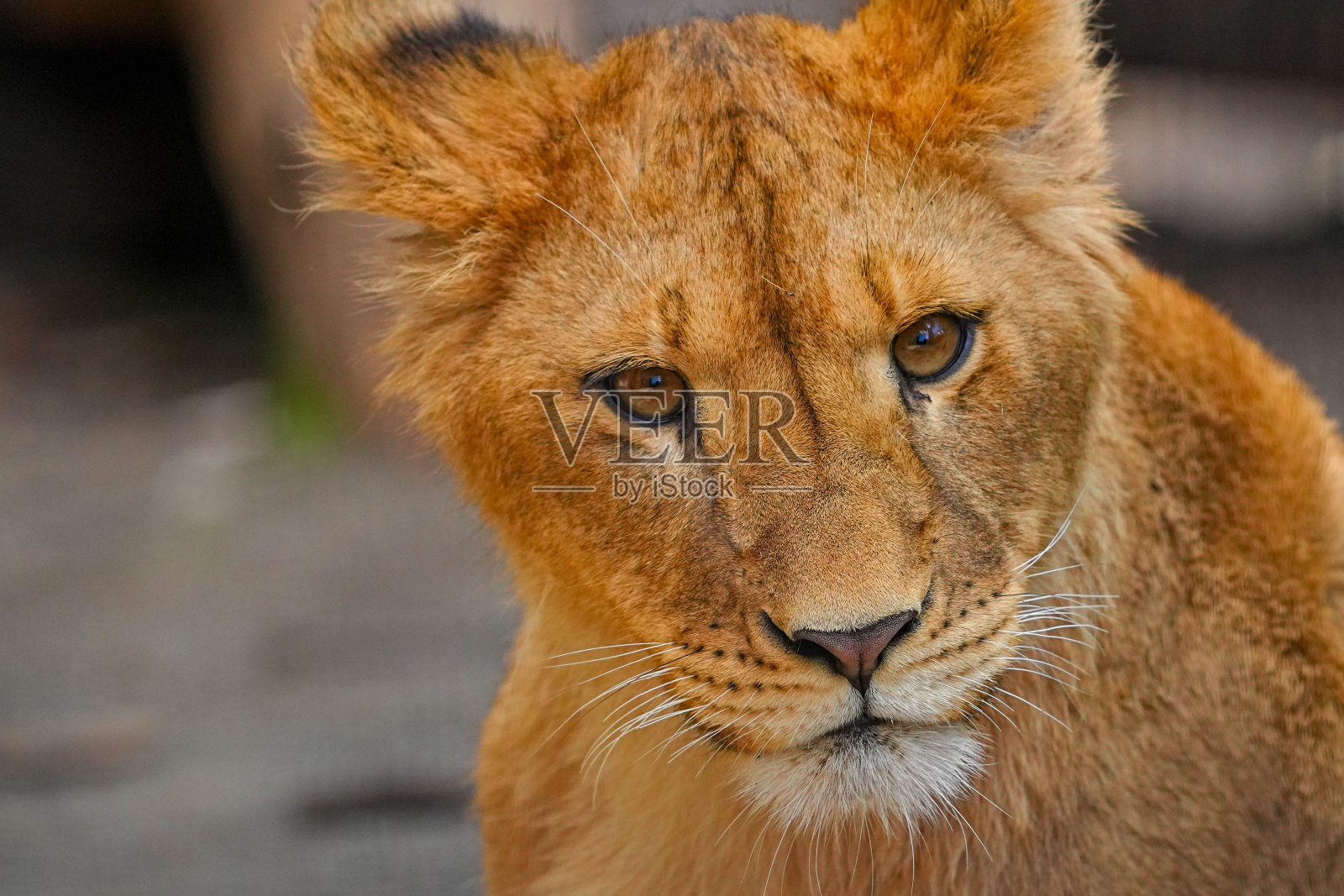 动物园照片摄影图片
