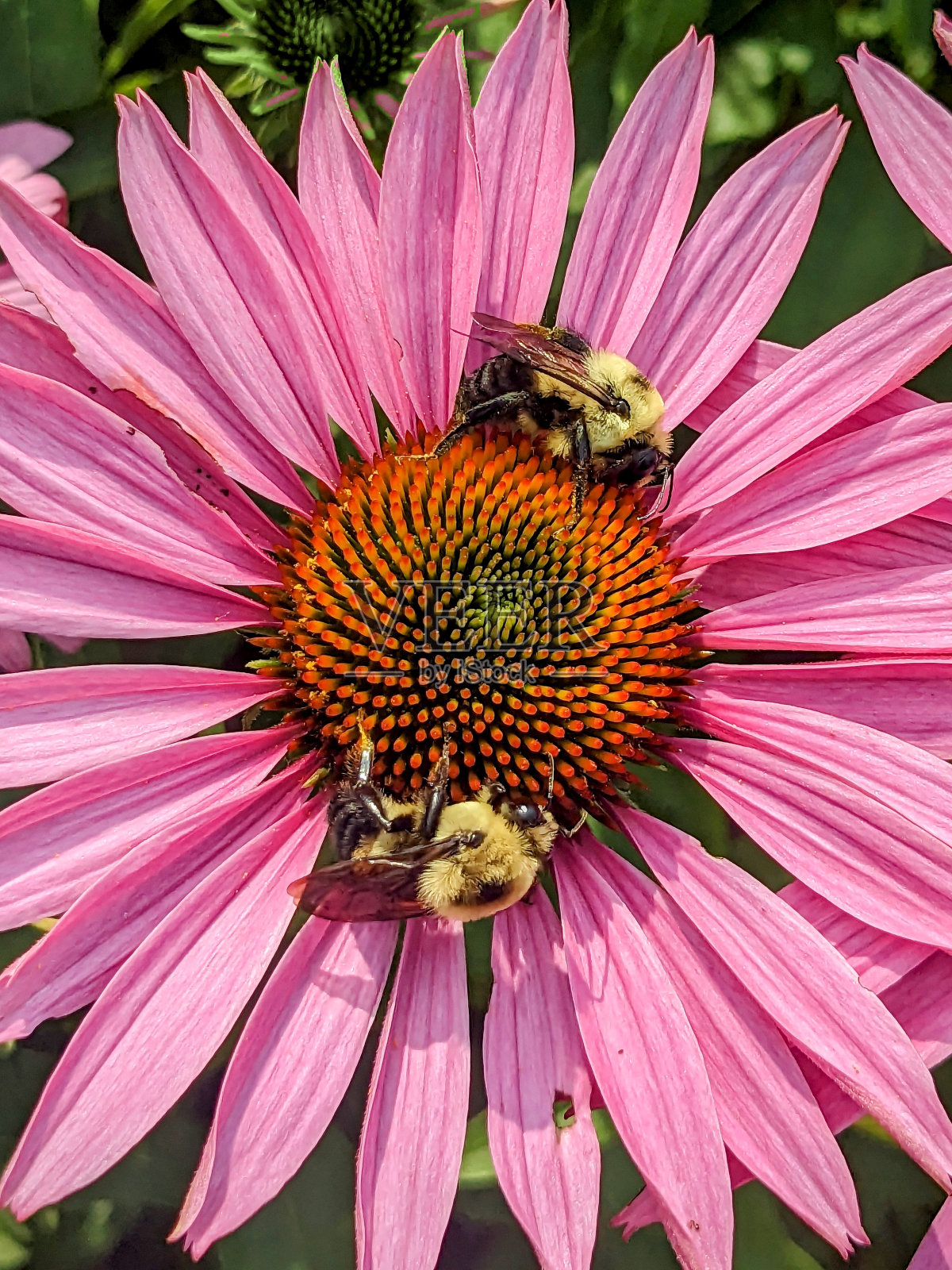 紫锥花，两只蜜蜂照片摄影图片