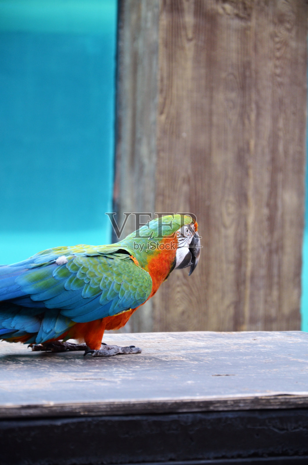 西班牙加那利群岛特内里费岛丛林公园里的红绿金刚鹦鹉。照片摄影图片