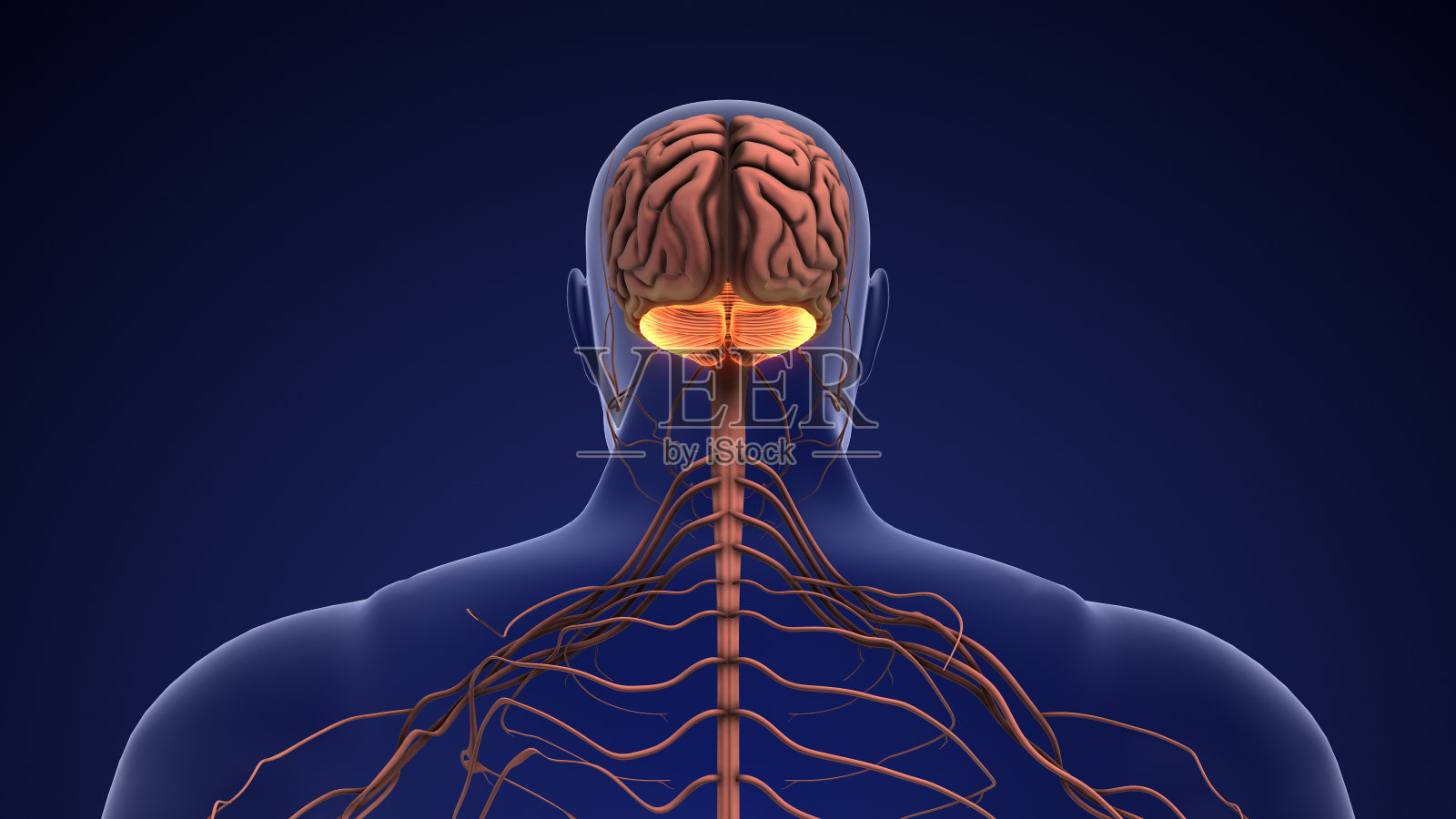 人脑和小脑的解剖学照片摄影图片