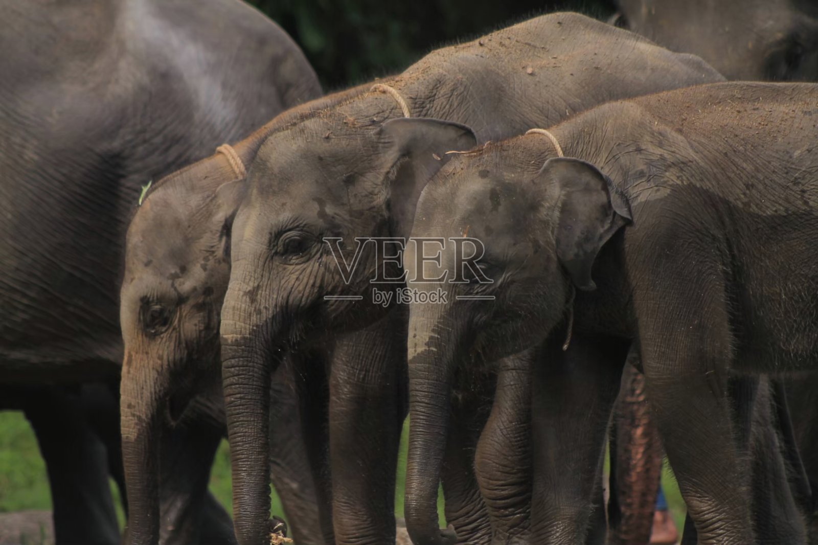 热带森林里的小亚洲象镜头。照片摄影图片