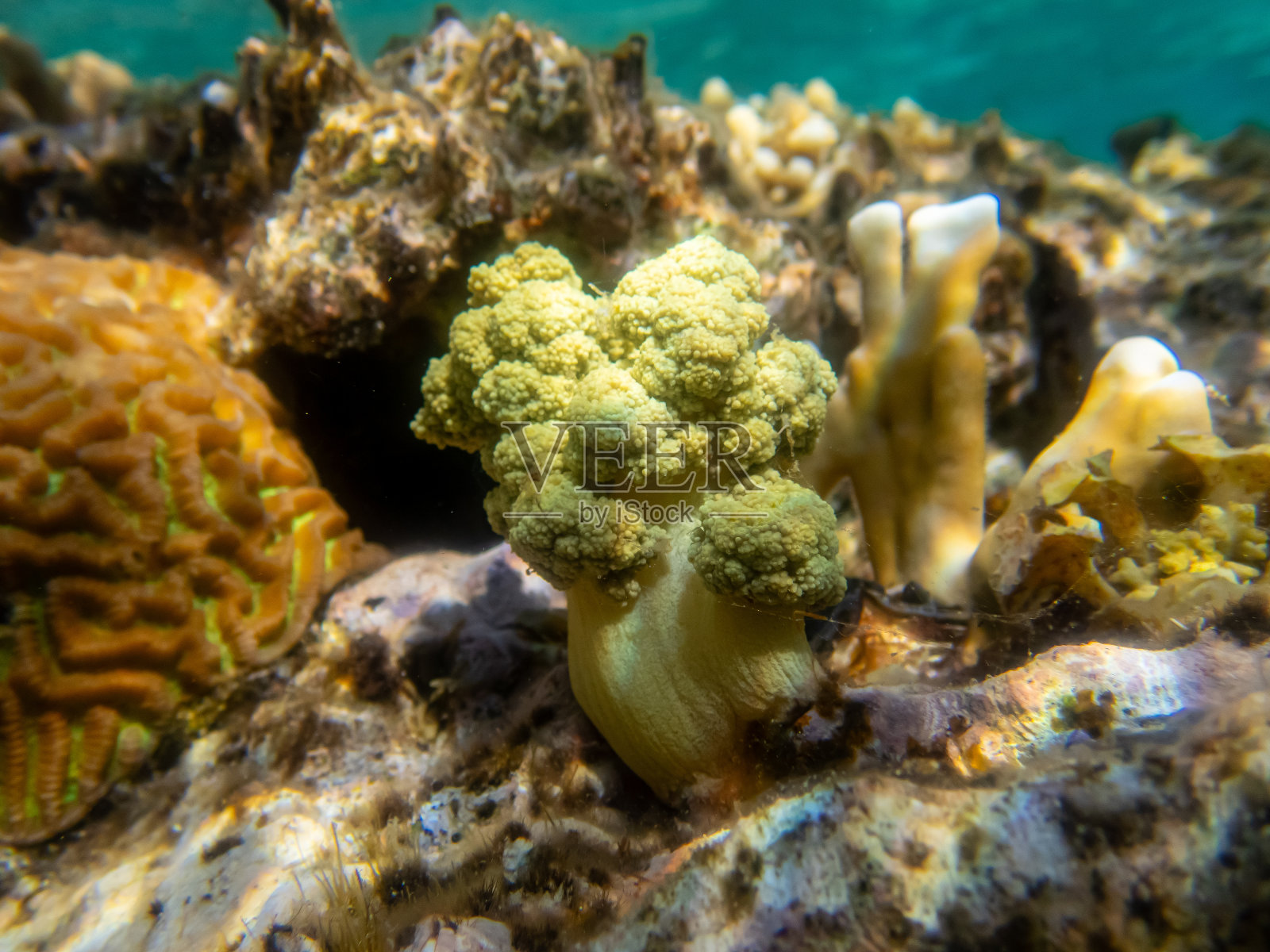 红海中栖息着生物的珊瑚礁照片摄影图片