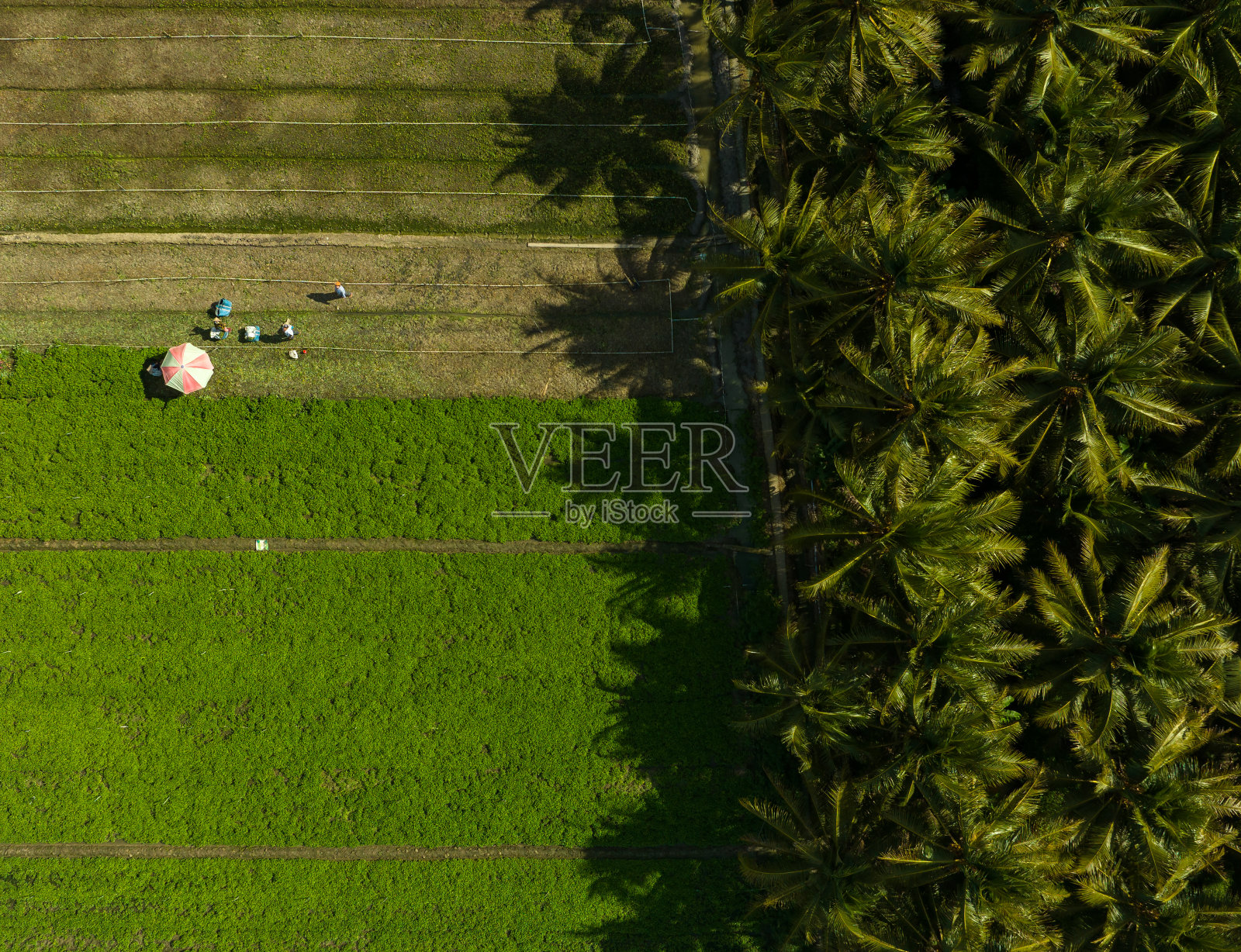 天江省菜地航拍摘要照片摄影图片