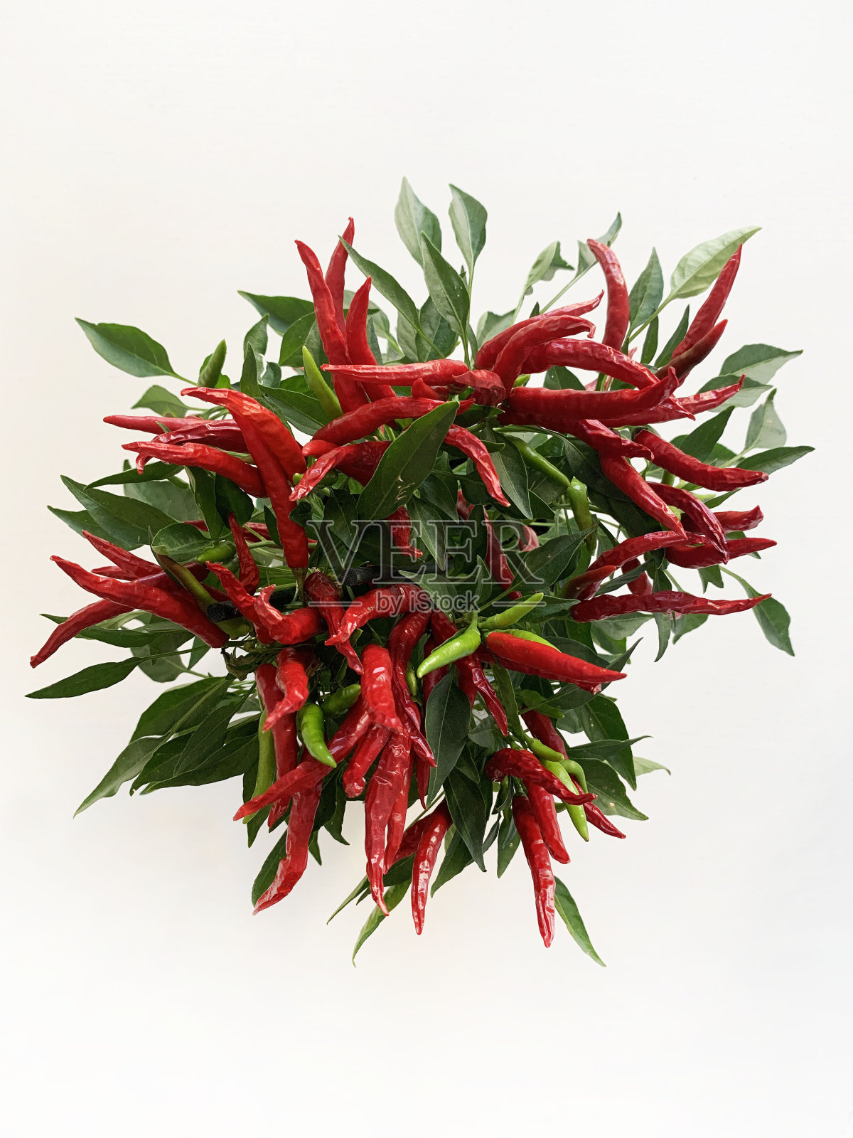 新鲜的红辣椒。照片摄影图片