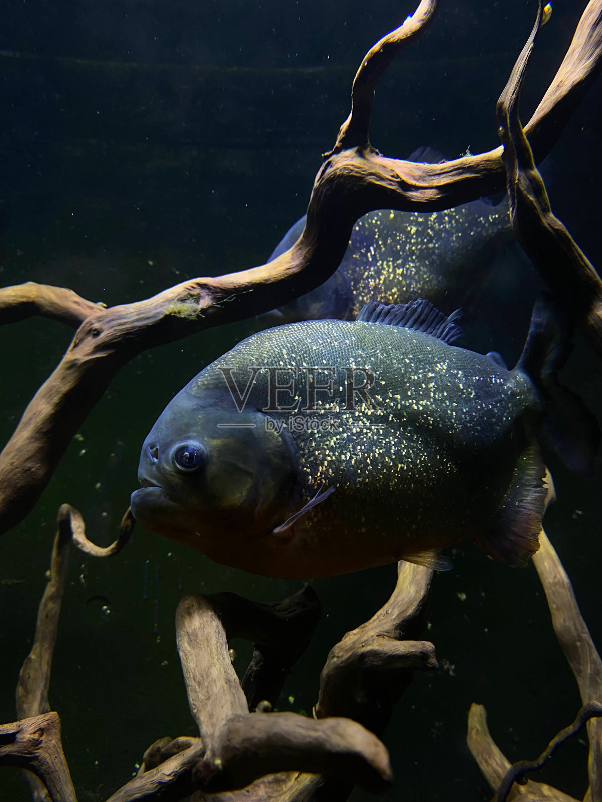 鱼照片摄影图片