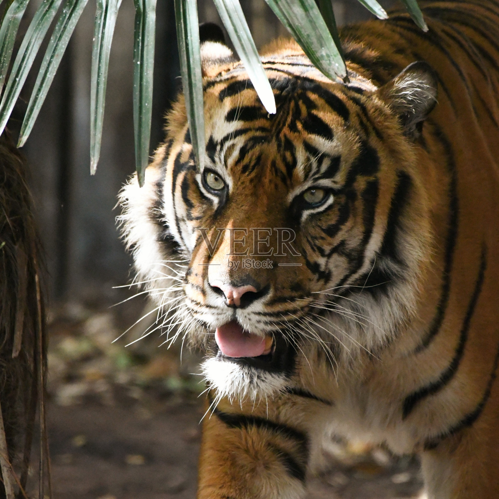 苏门答腊虎照片摄影图片
