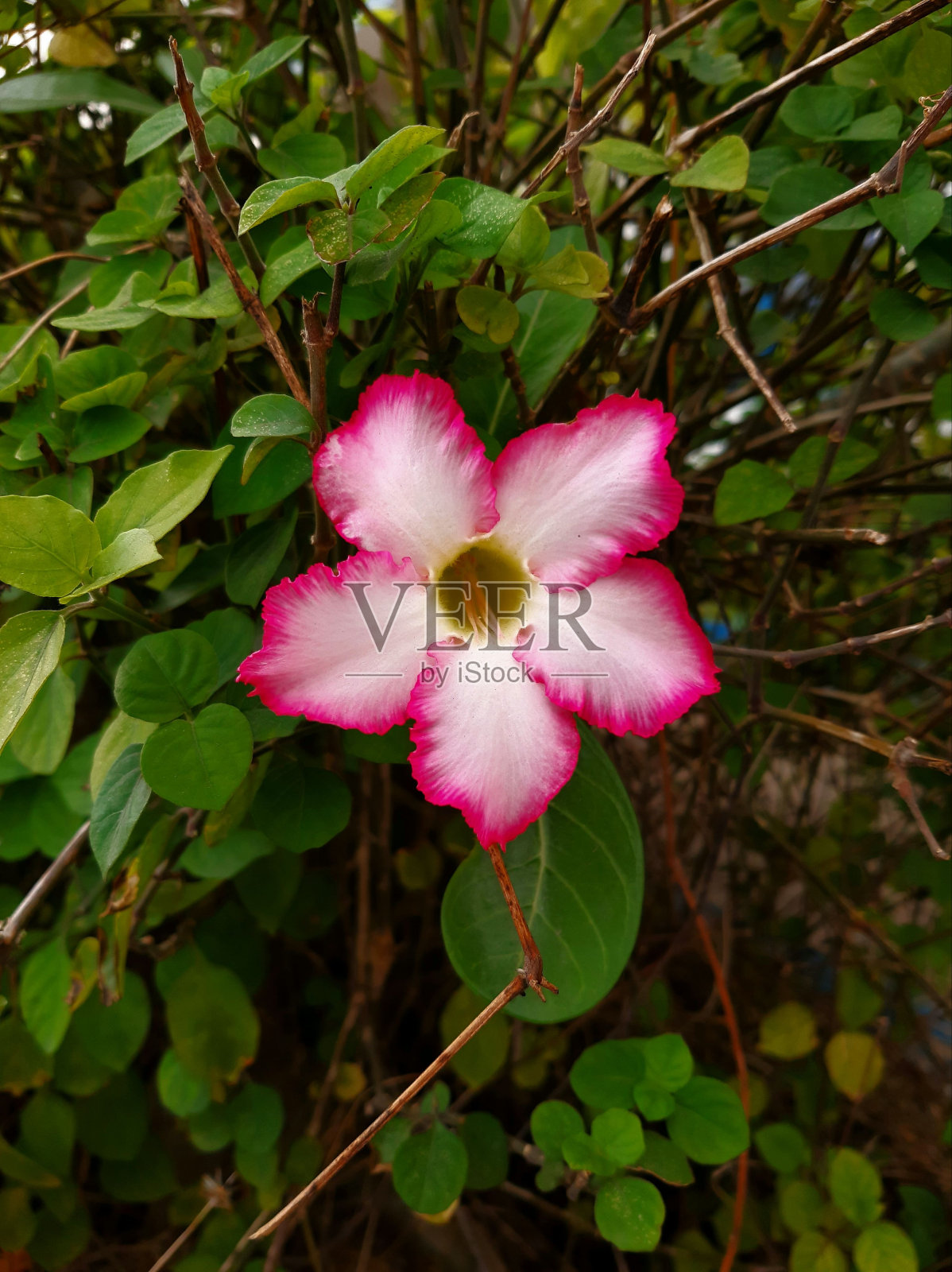 绿色灌木上粉色沙漠玫瑰的垂直特写照片摄影图片